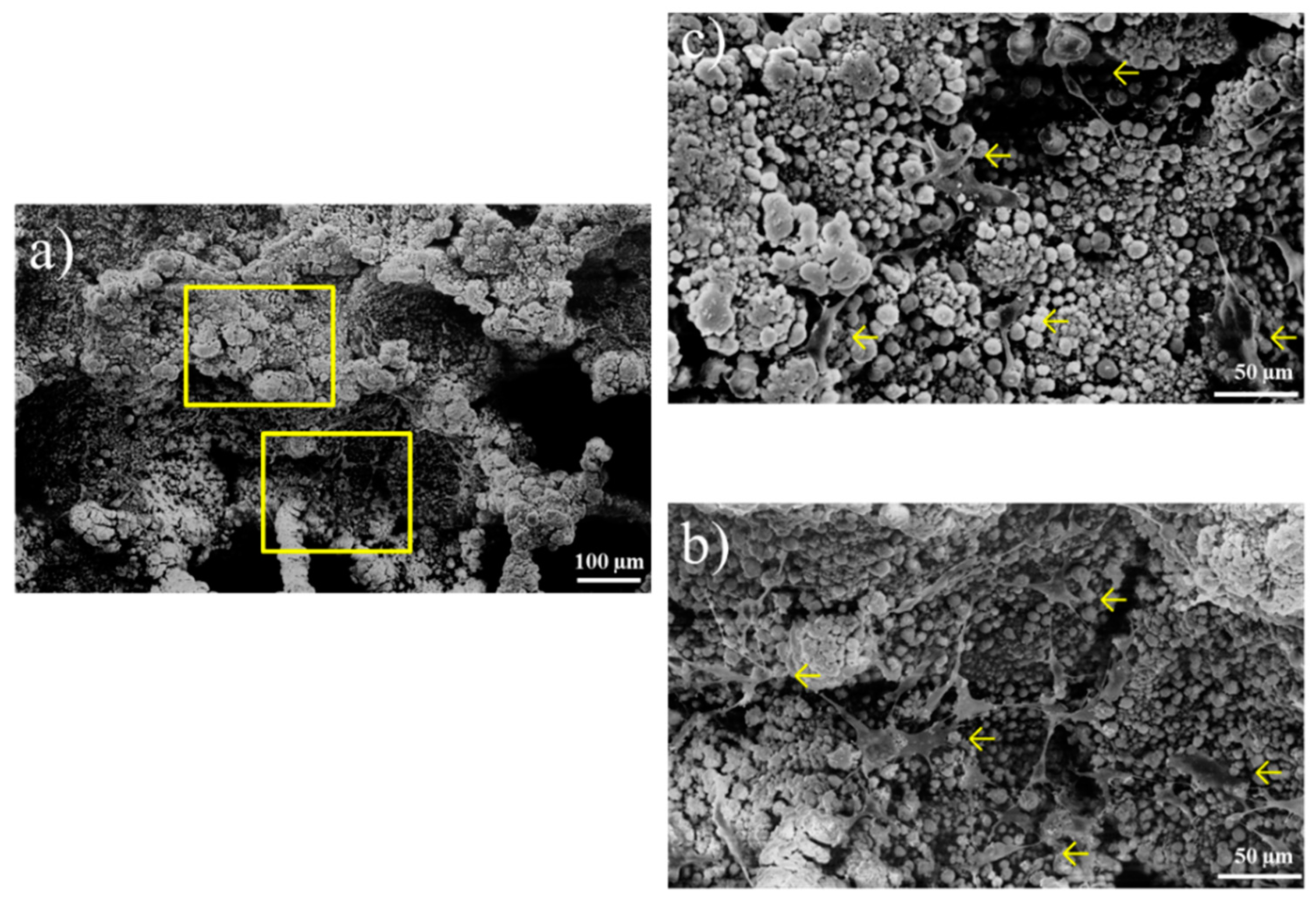 Coatings 09 00003 g010