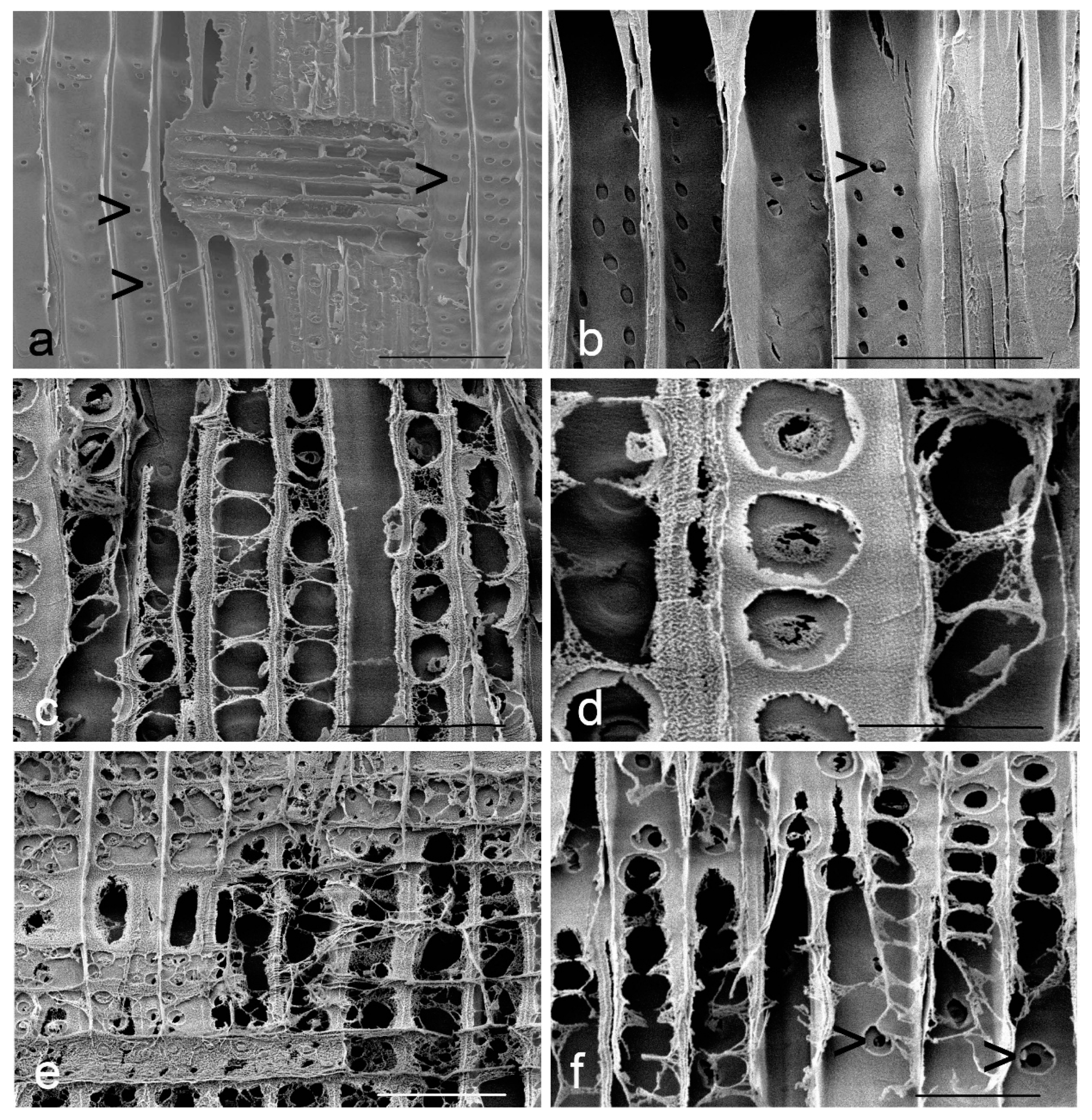 Coatings 09 00008 g006