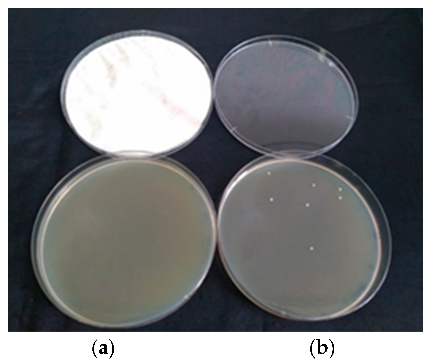 Coatings 09 00470 g011