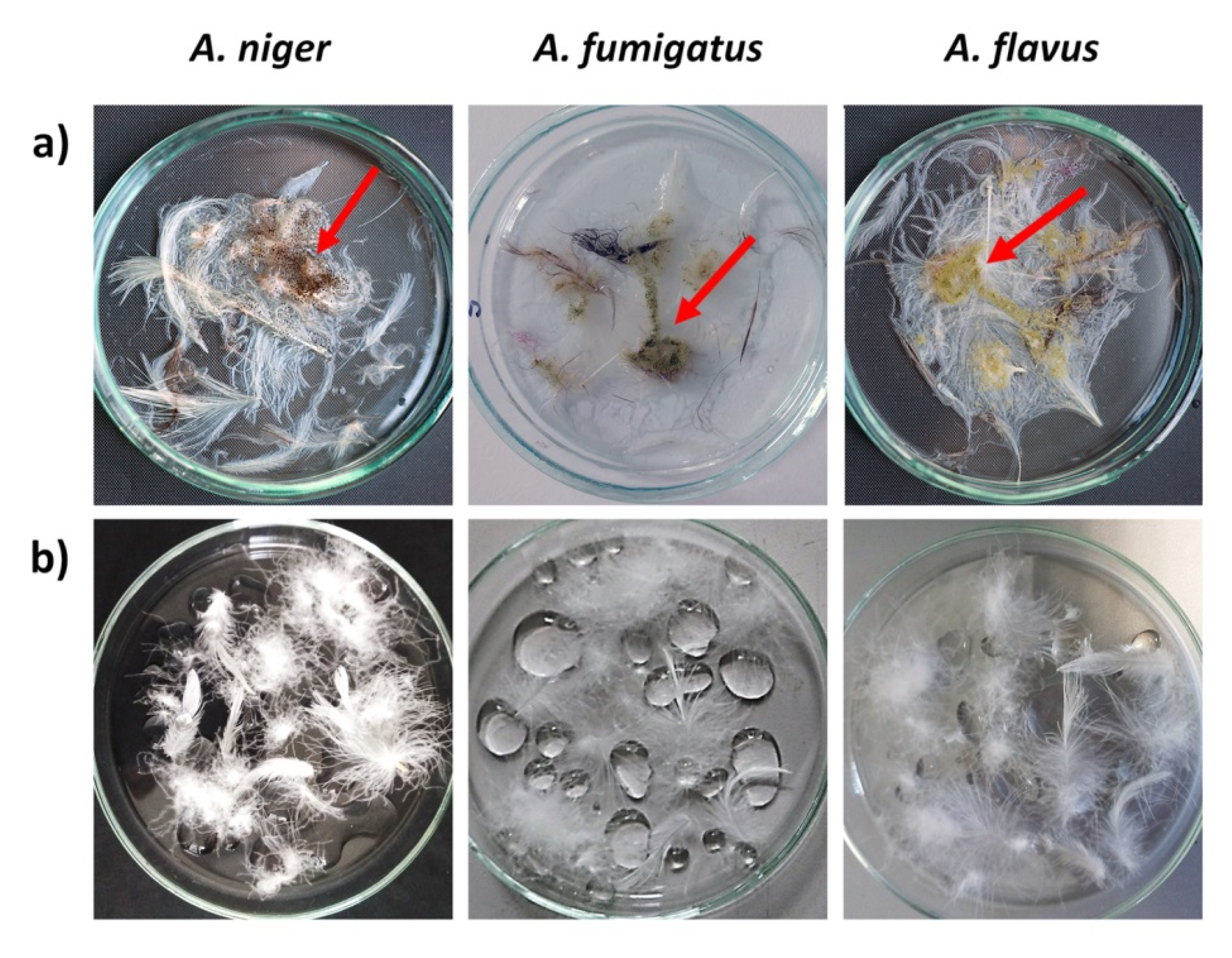 Coatings 10 00904 g010