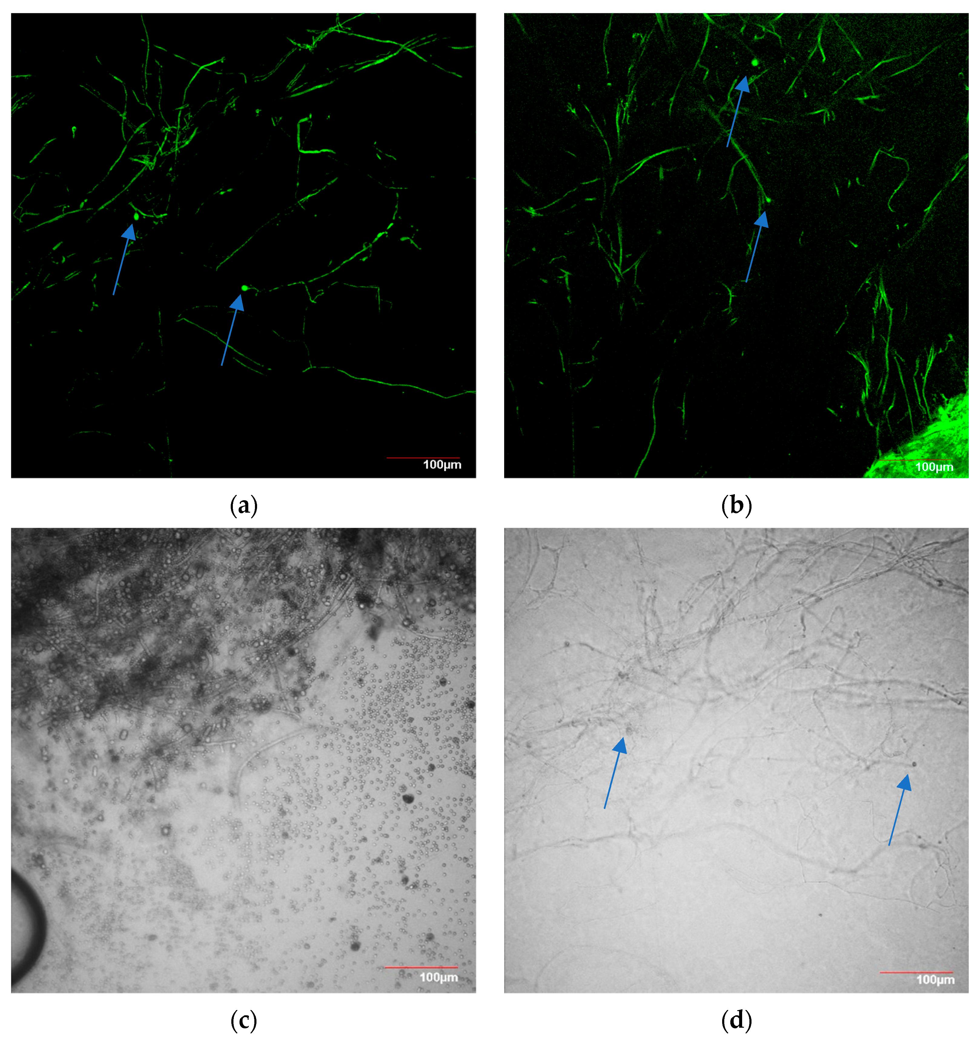 Coatings 14 00321 g008