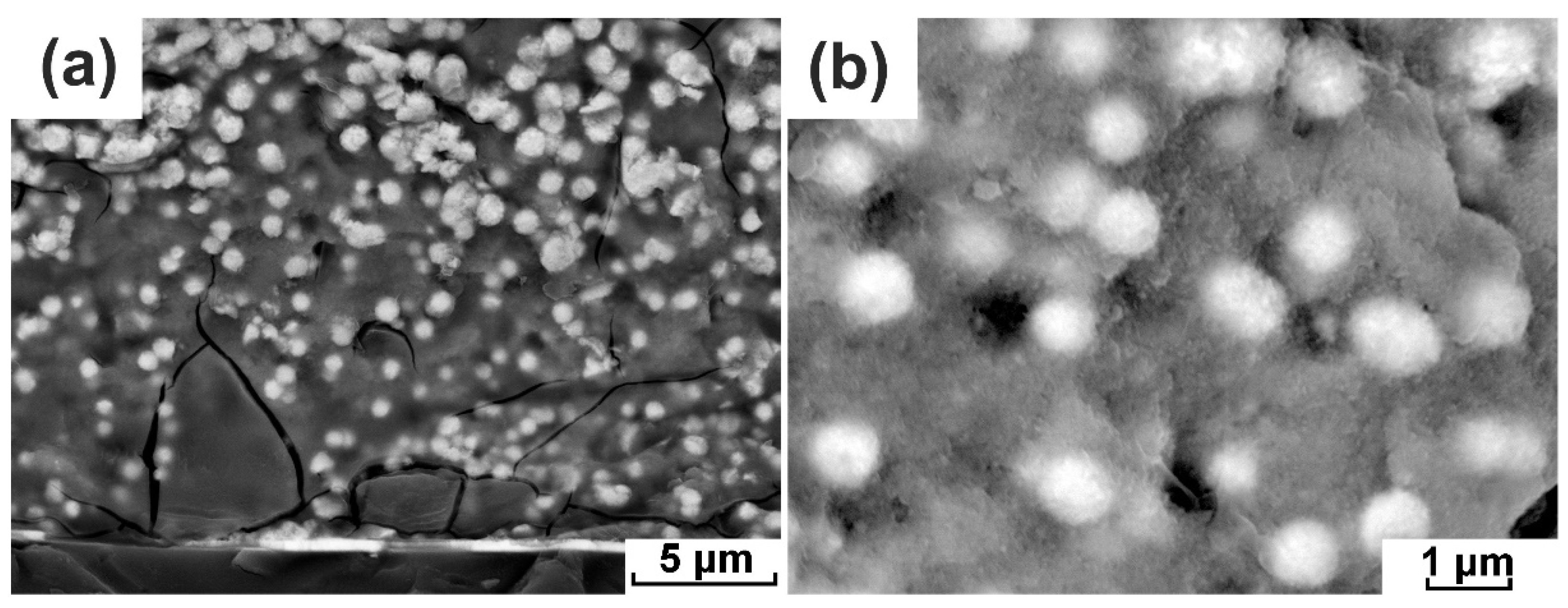 Coatings 14 00504 g002