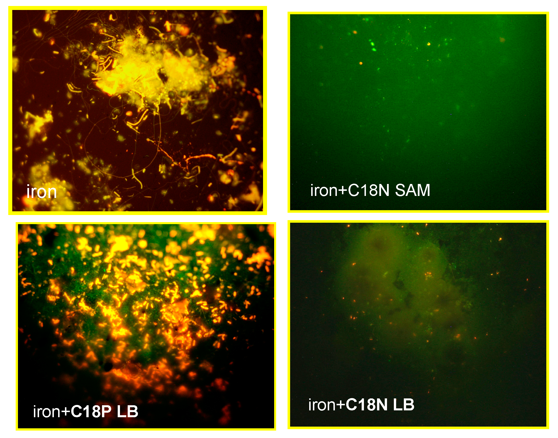 Coatings 14 00617 g009