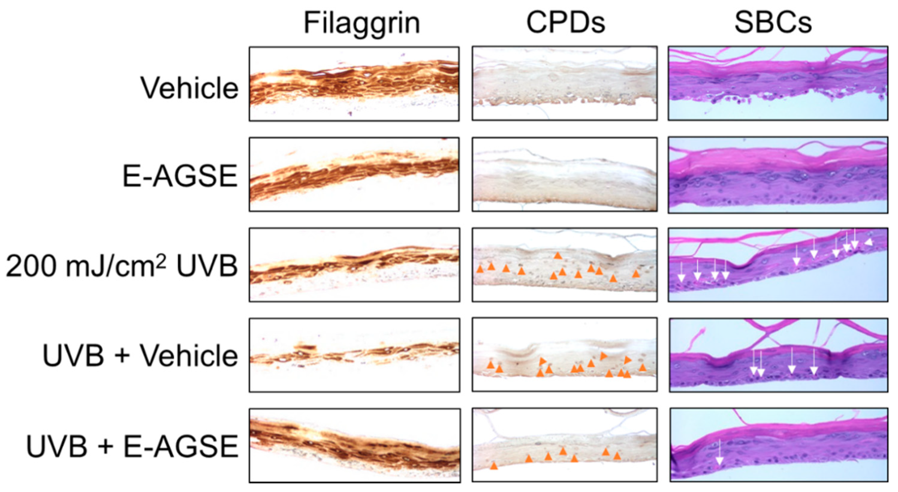 Cosmetics 09 00004 g003