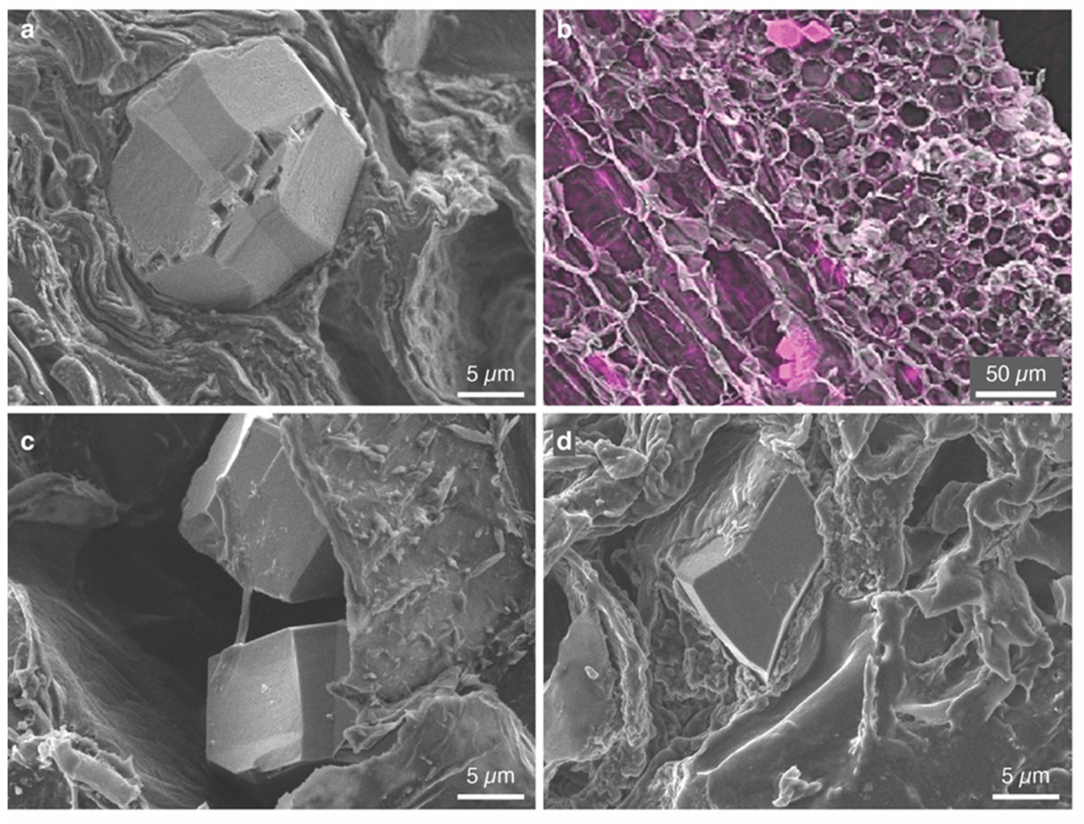 Crystals 13 00967 g005