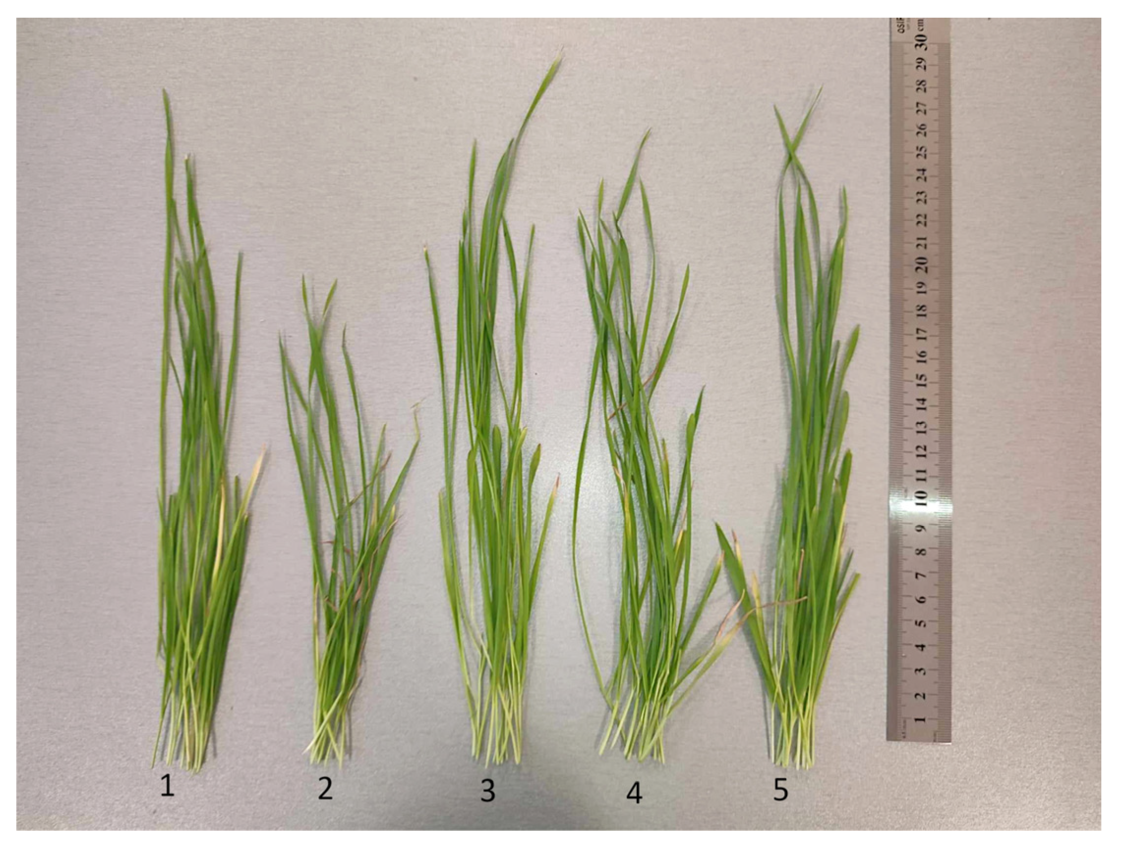 Crystals 14 00423 g004