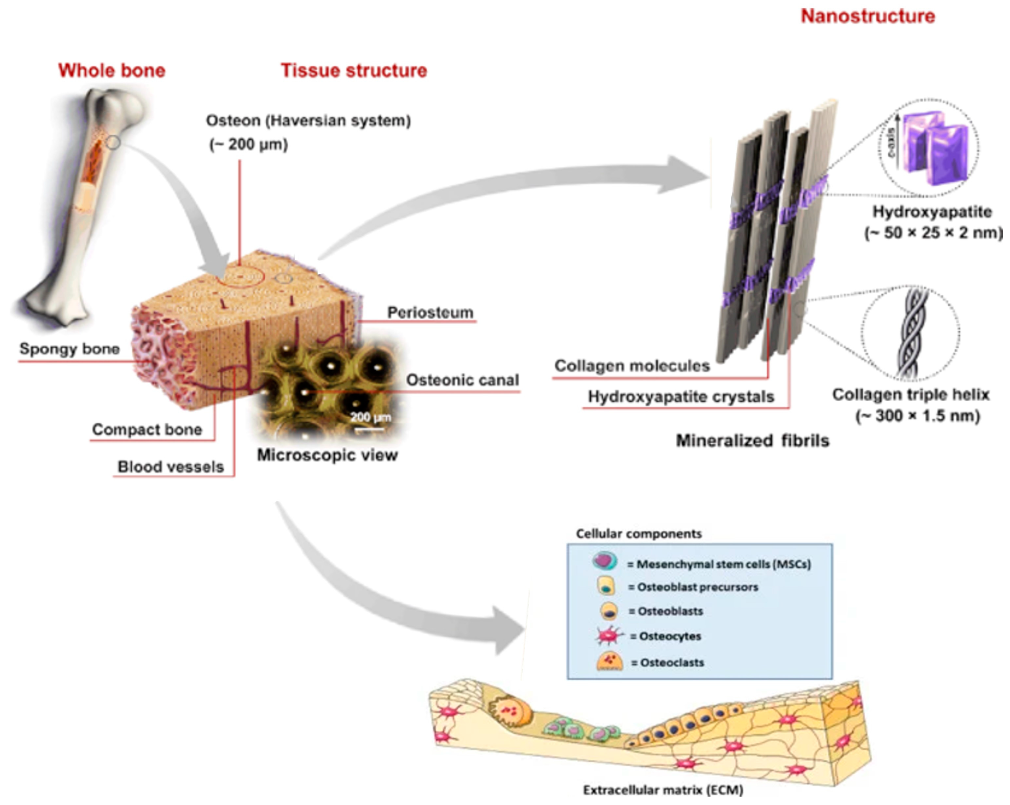 Crystals 14 00448 g001