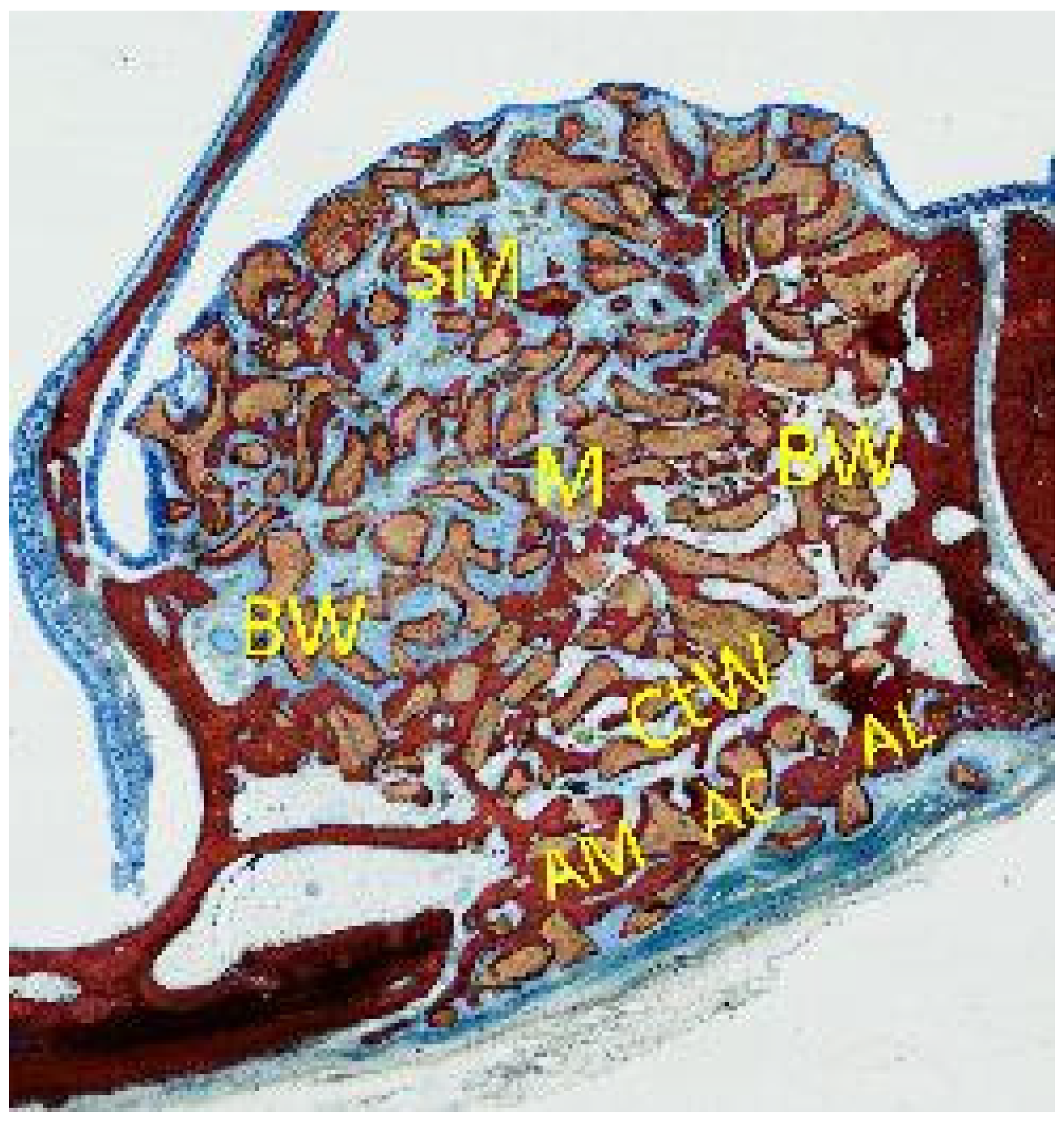 Dentistry 09 00061 g002