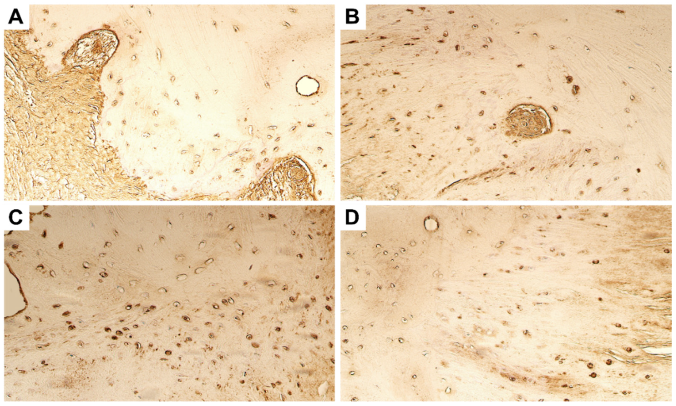 Dentistry 11 00016 g003