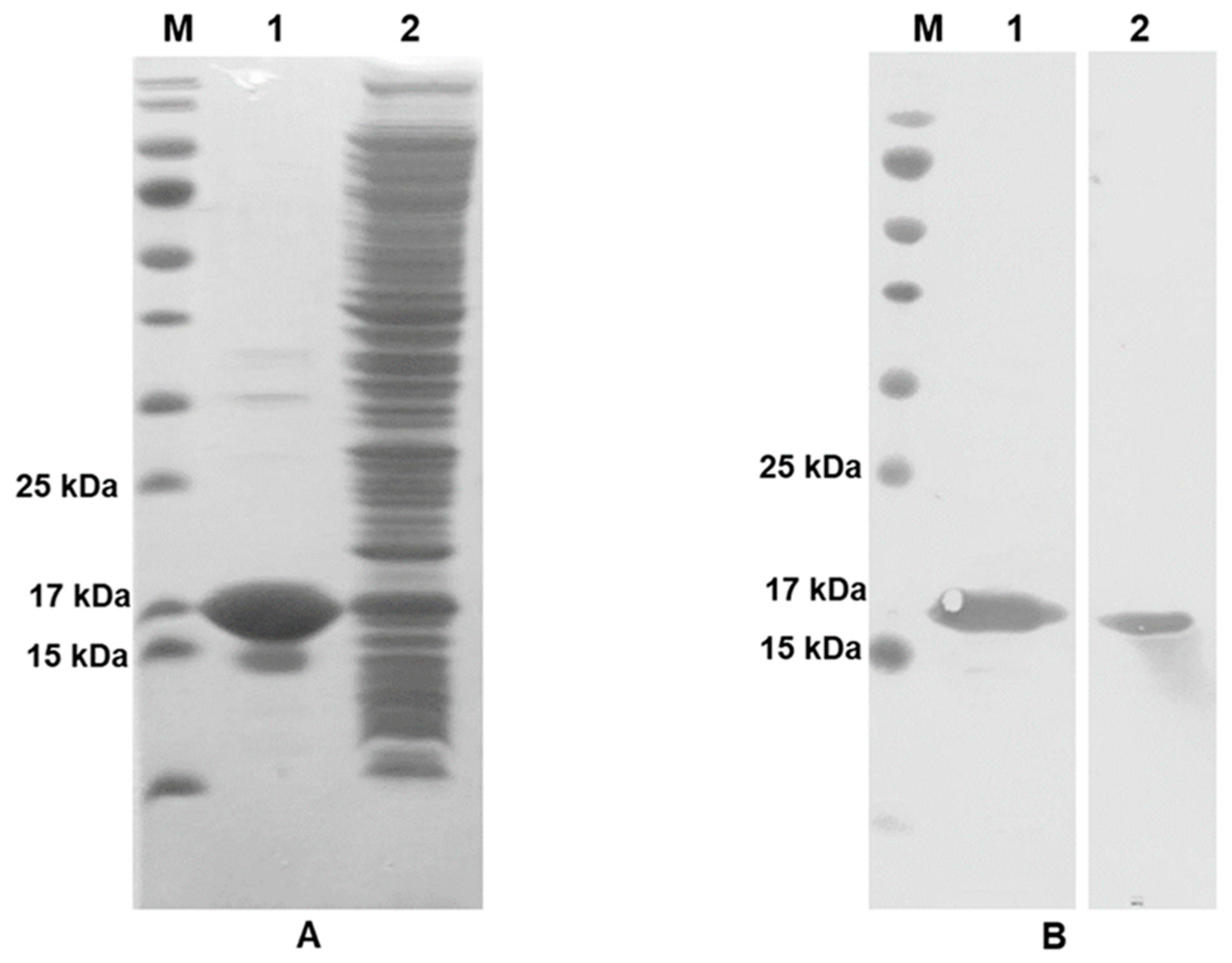 Diagnostics 11 00987 g002