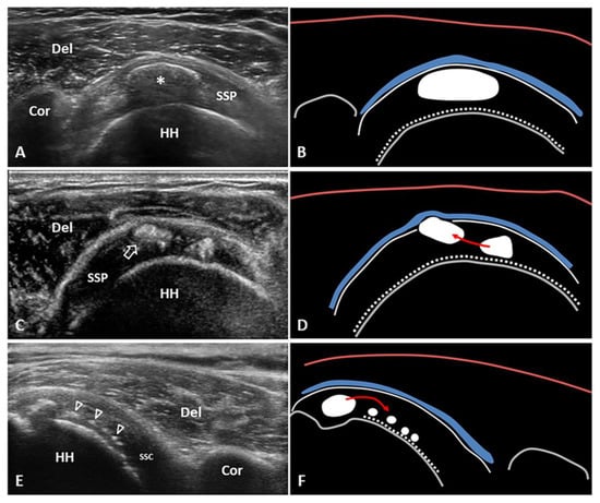 Diagnostics Free Full Text Clinical Sonographic Assessment And