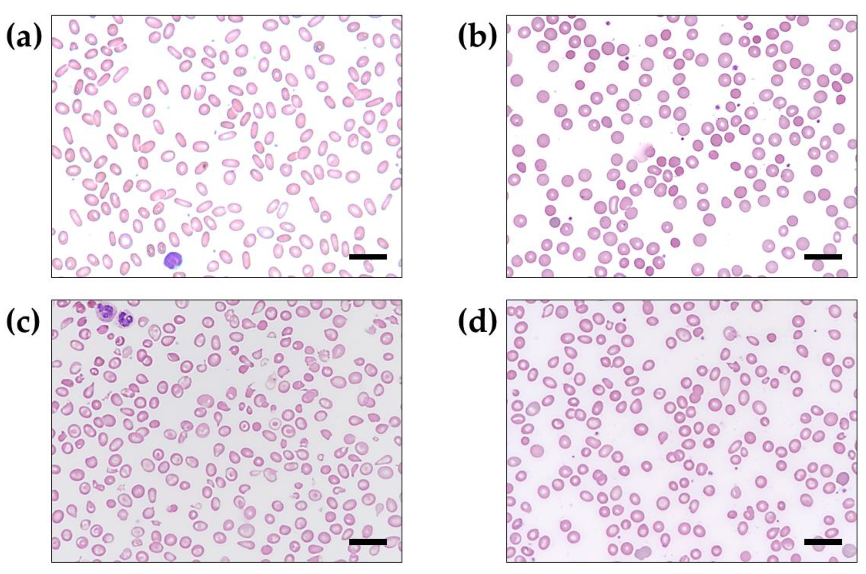 Diagnostics 13 00770 g002