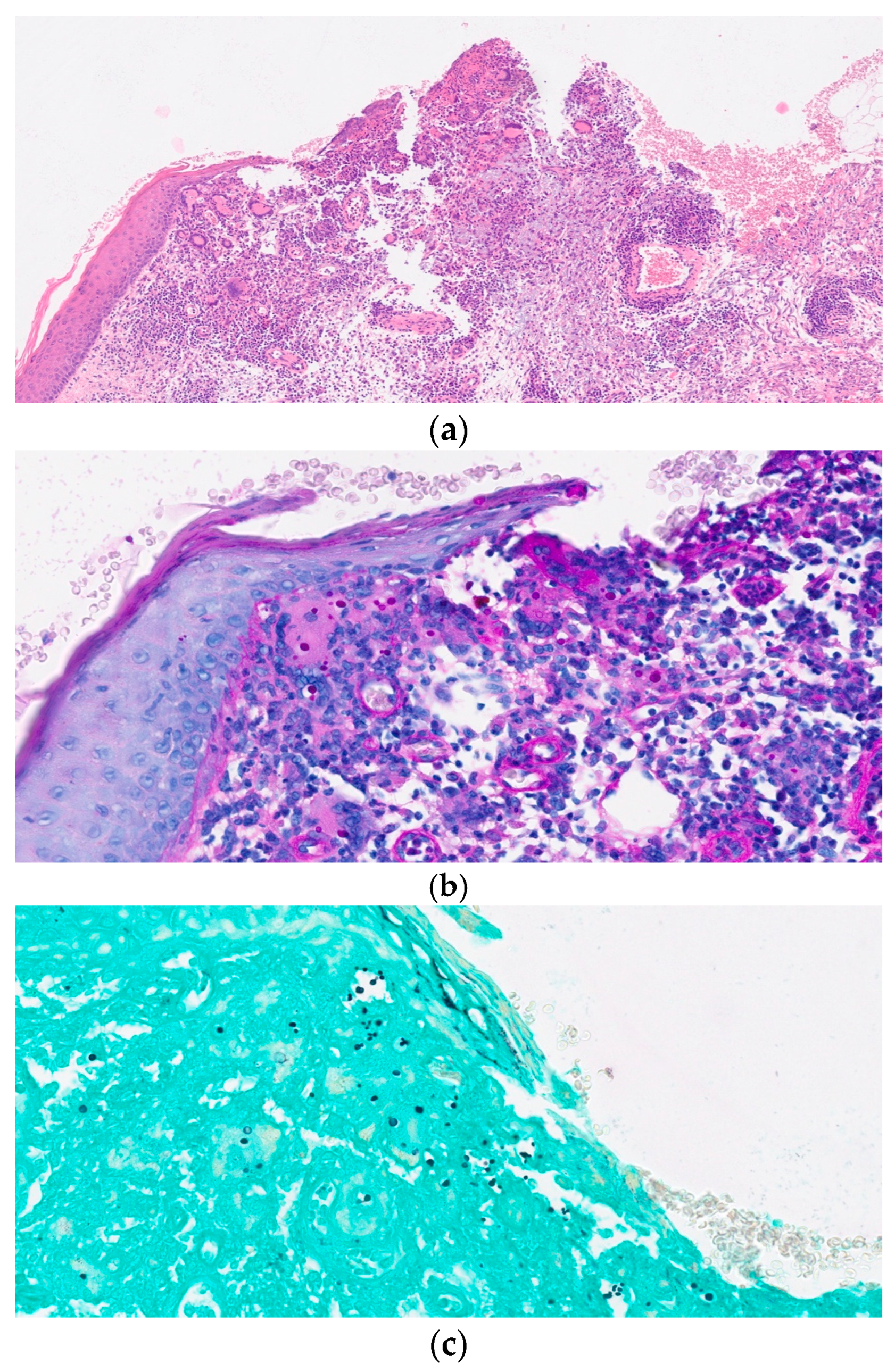 Diagnostics 13 03149 g002