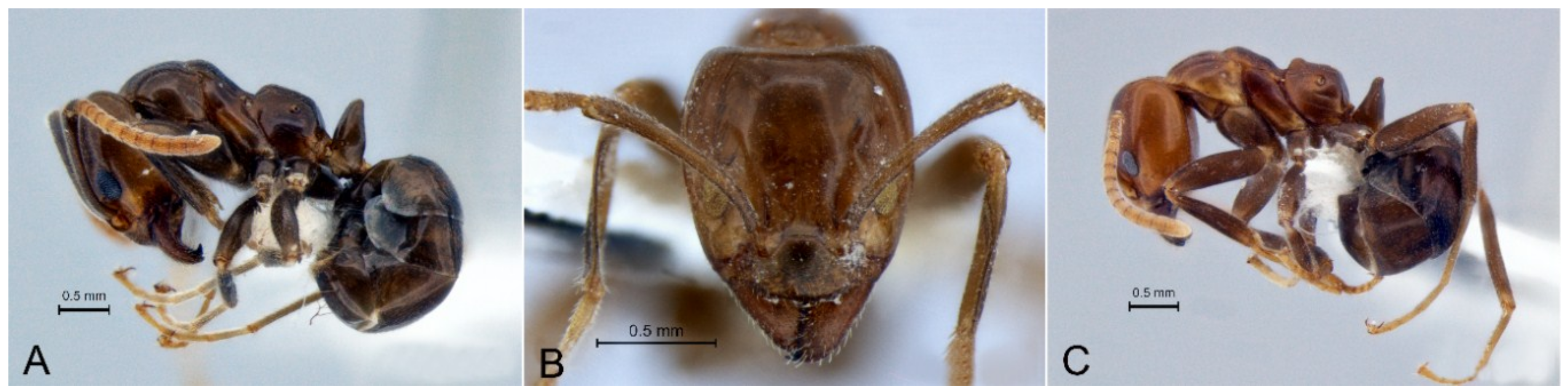 Diversity 10 00036 g002