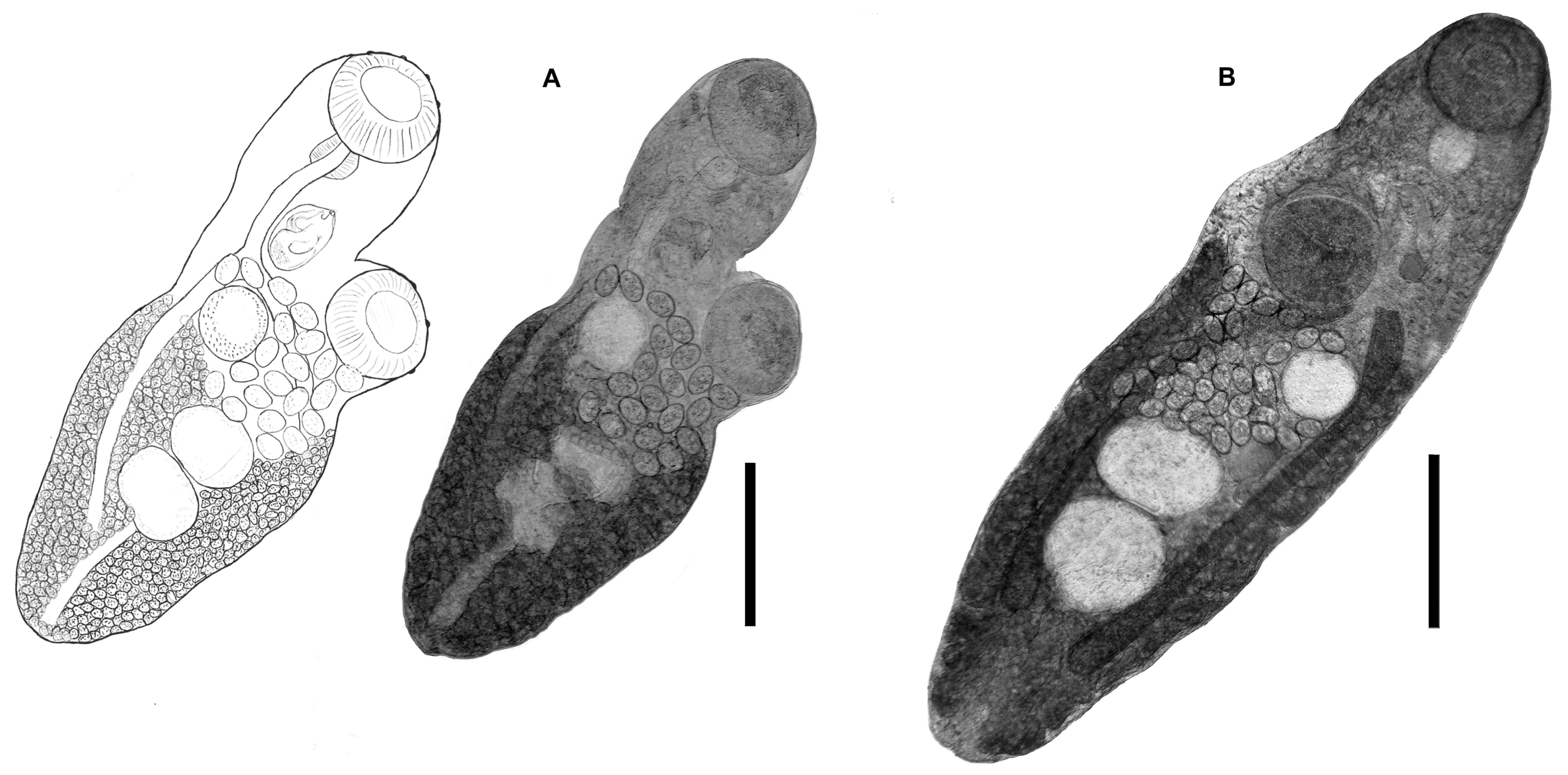 Diversity 15 00645 g003