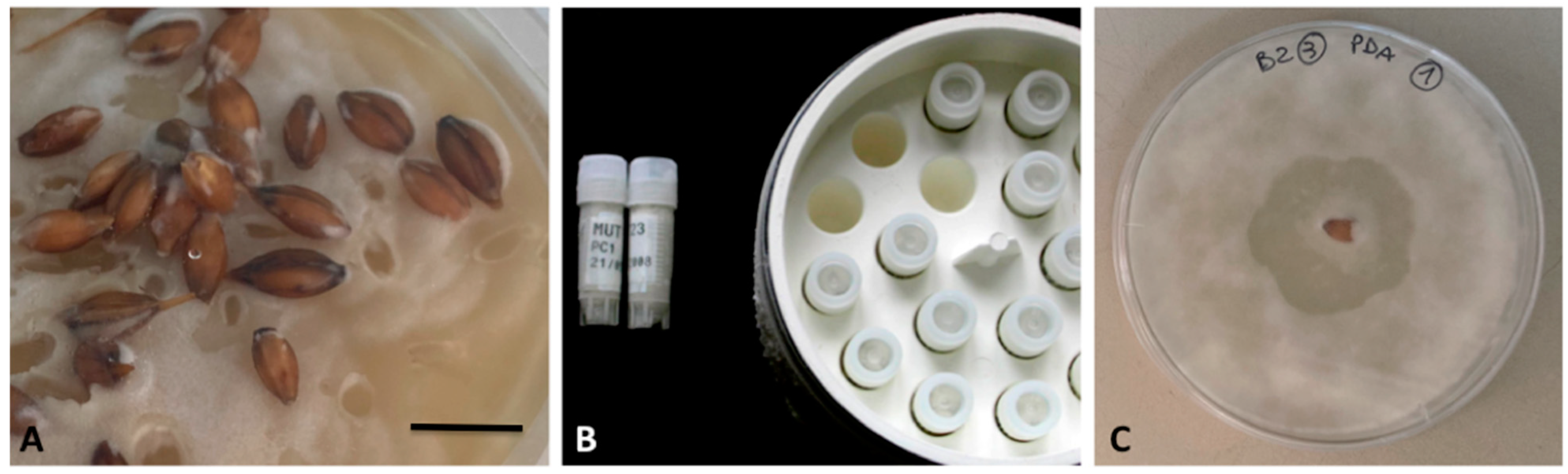 Diversity 15 00862 g003