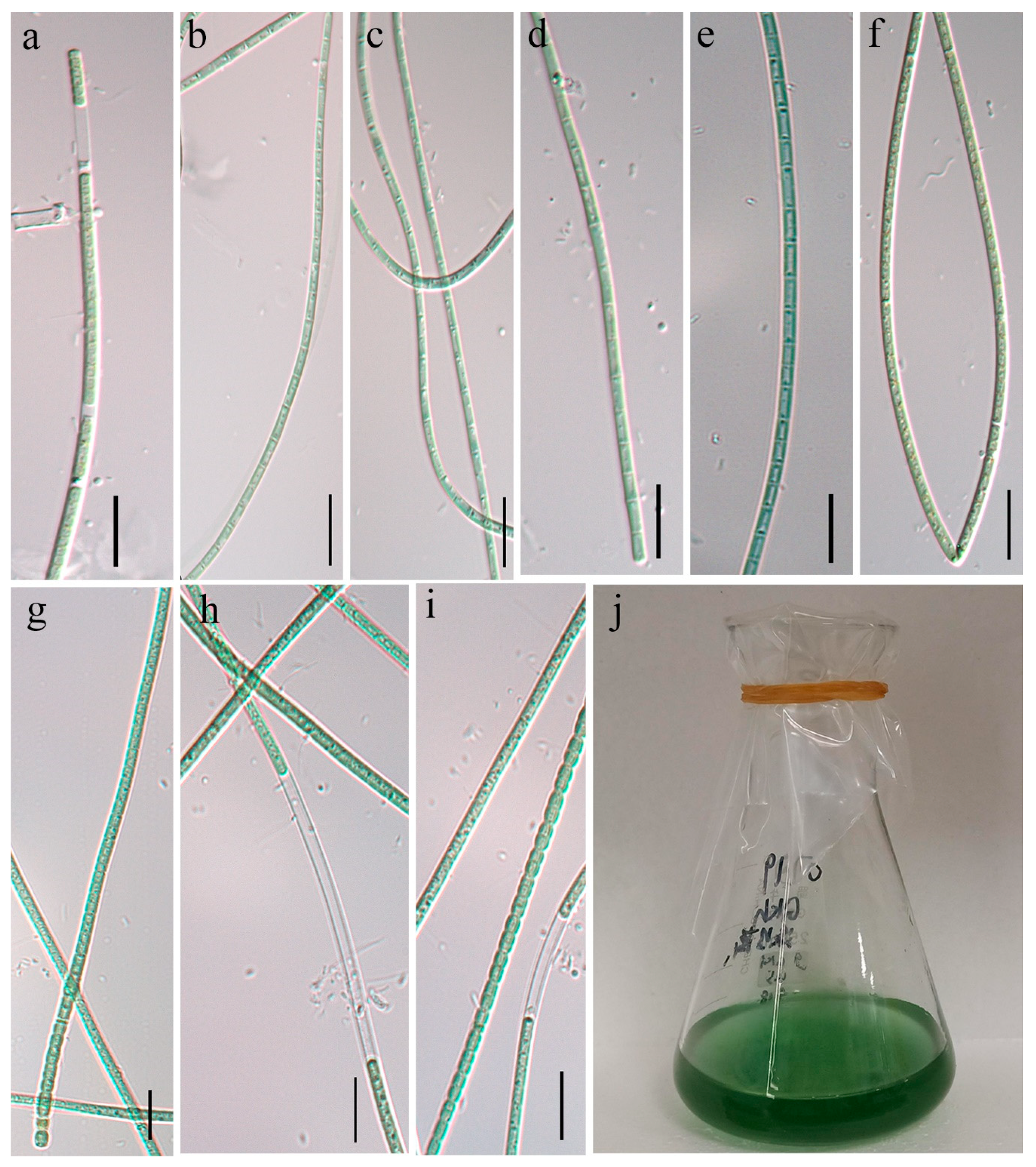 Diversity 16 00161 g001