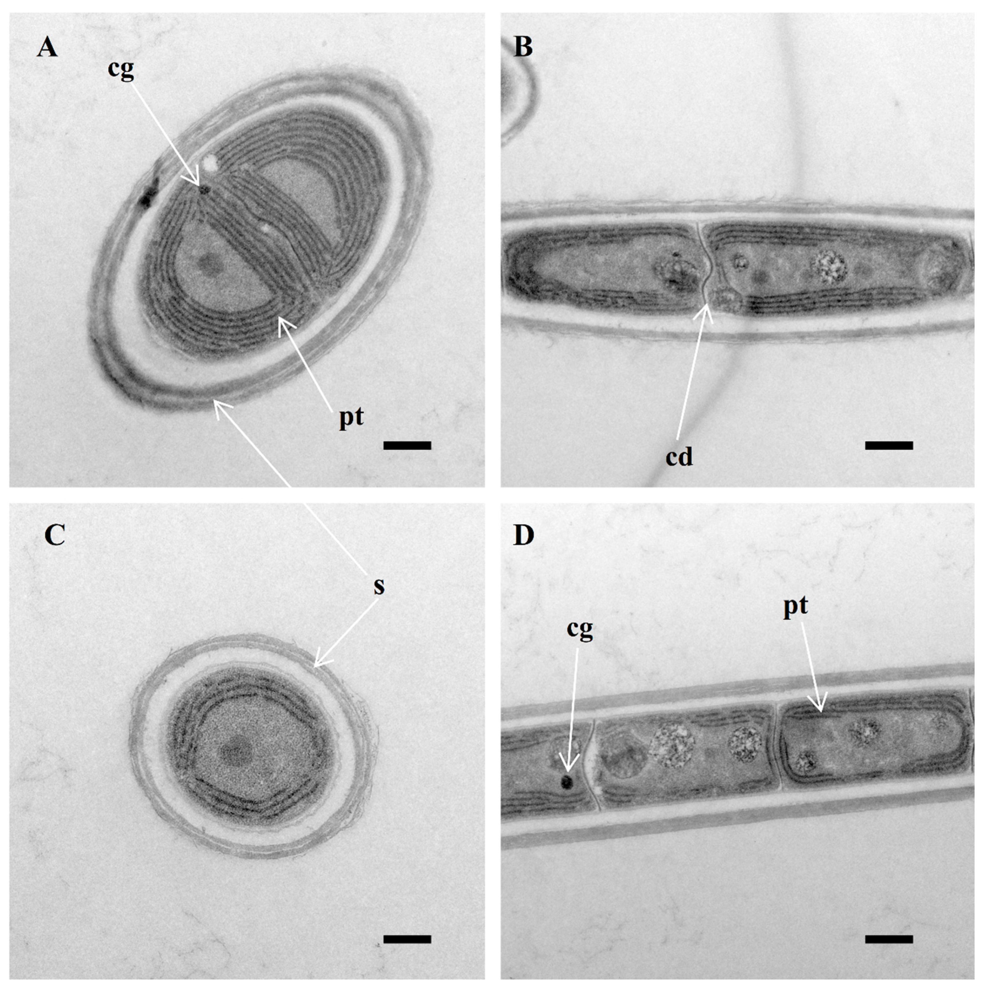 Diversity 16 00161 g002