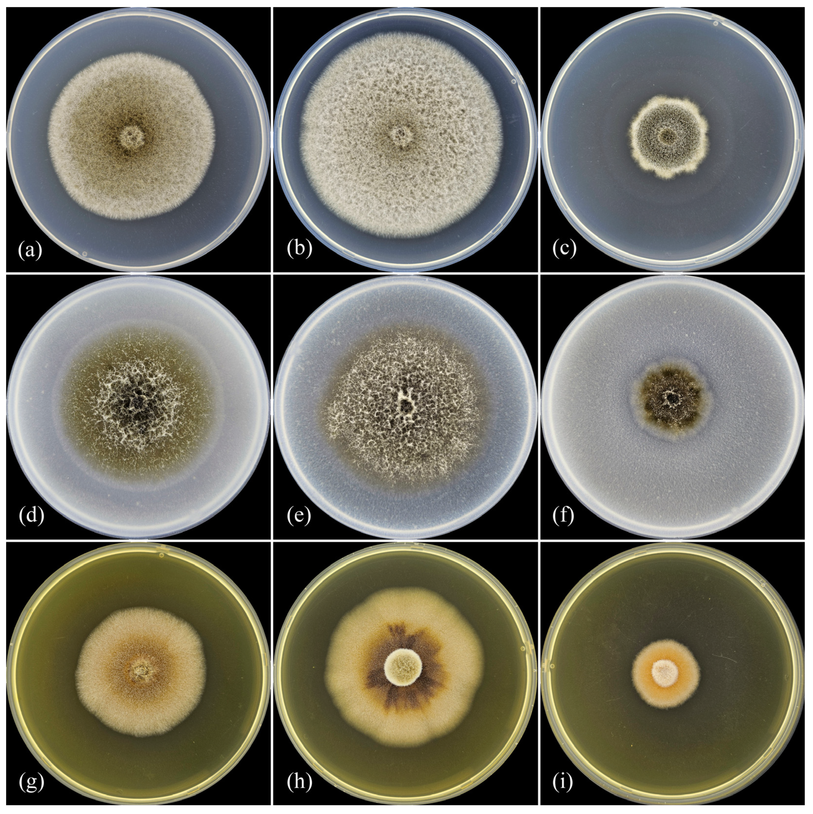 Diversity 16 00246 g002