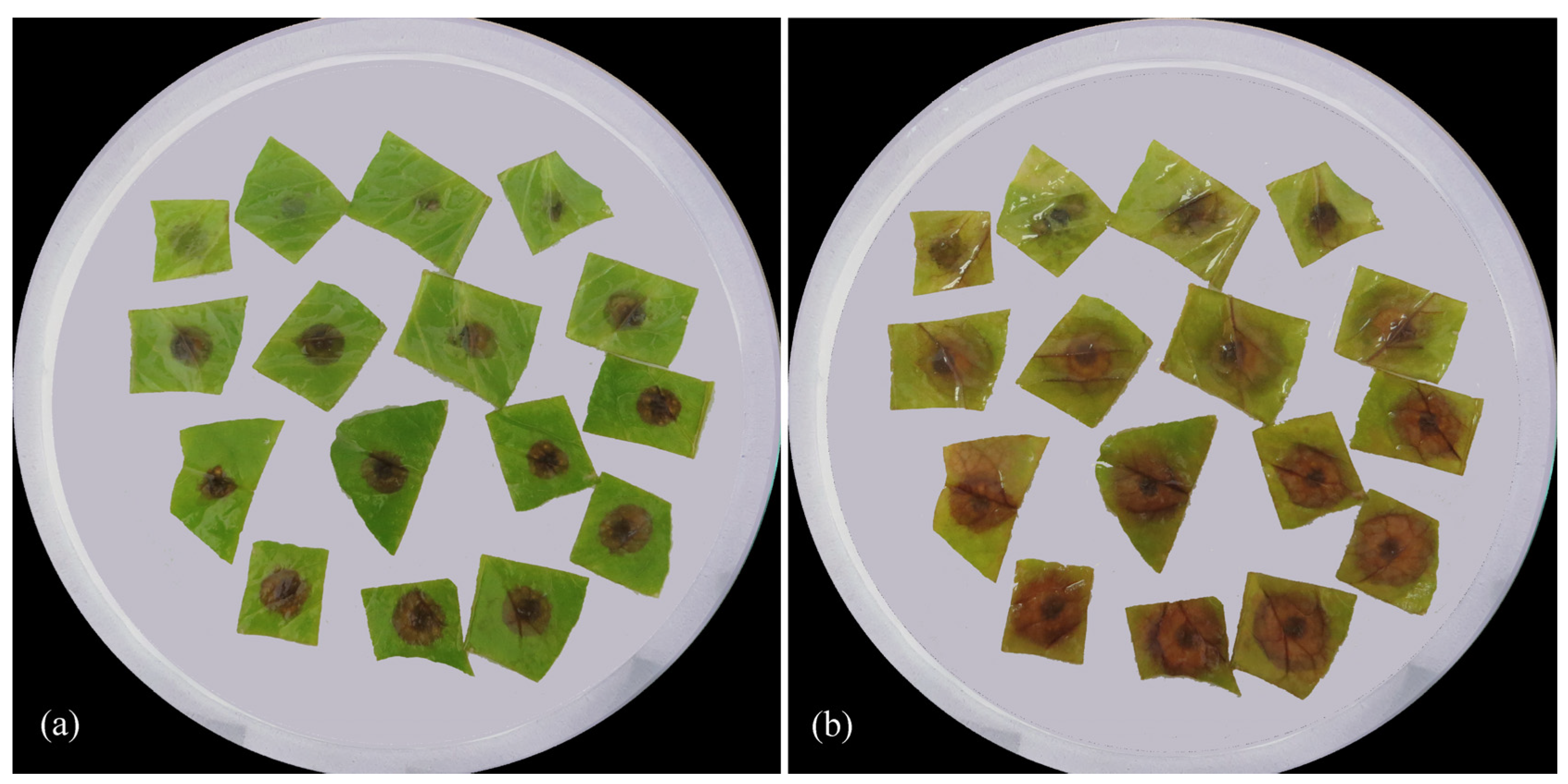 Diversity 16 00246 g005