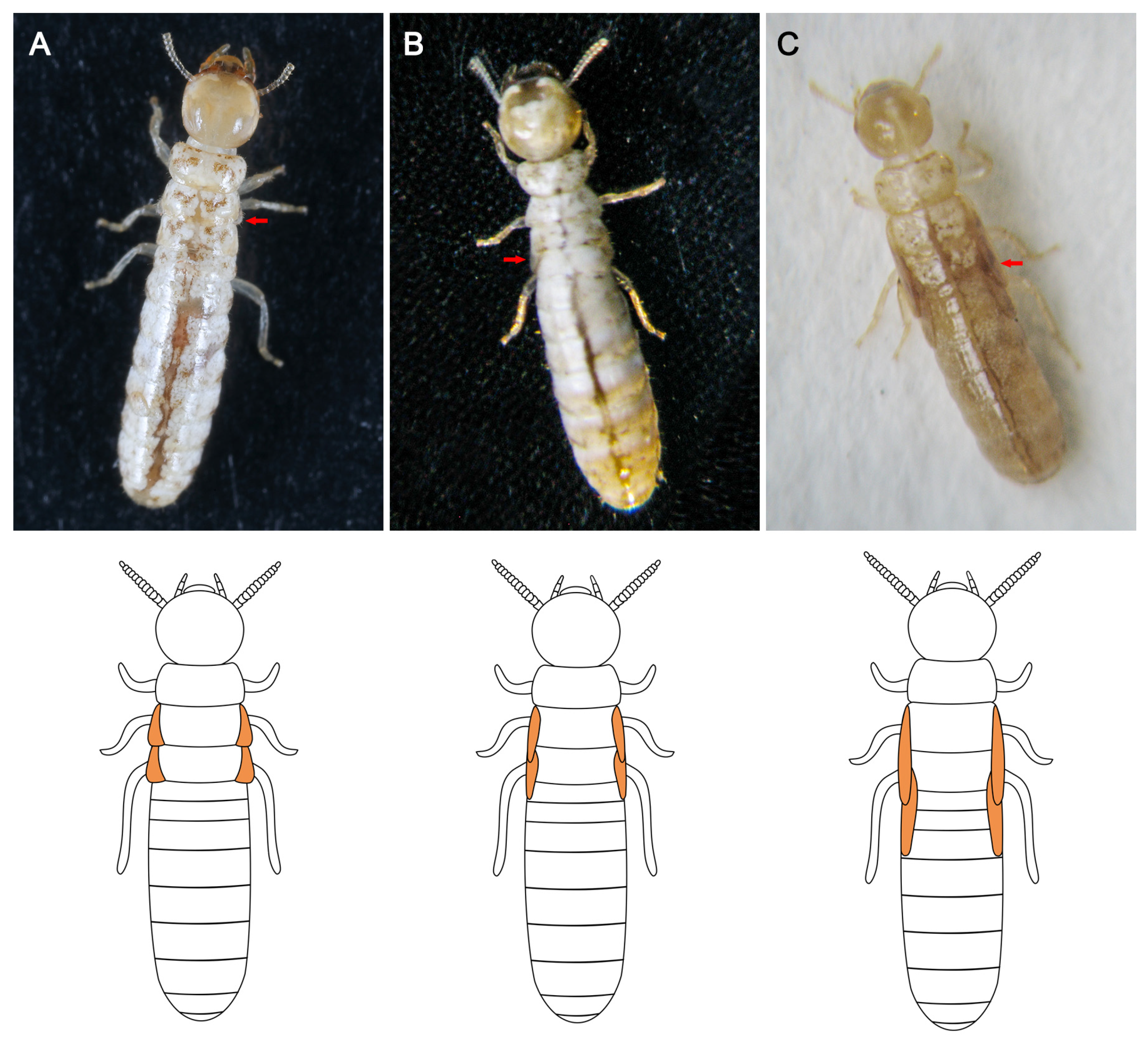 Diversity 16 00250 g003
