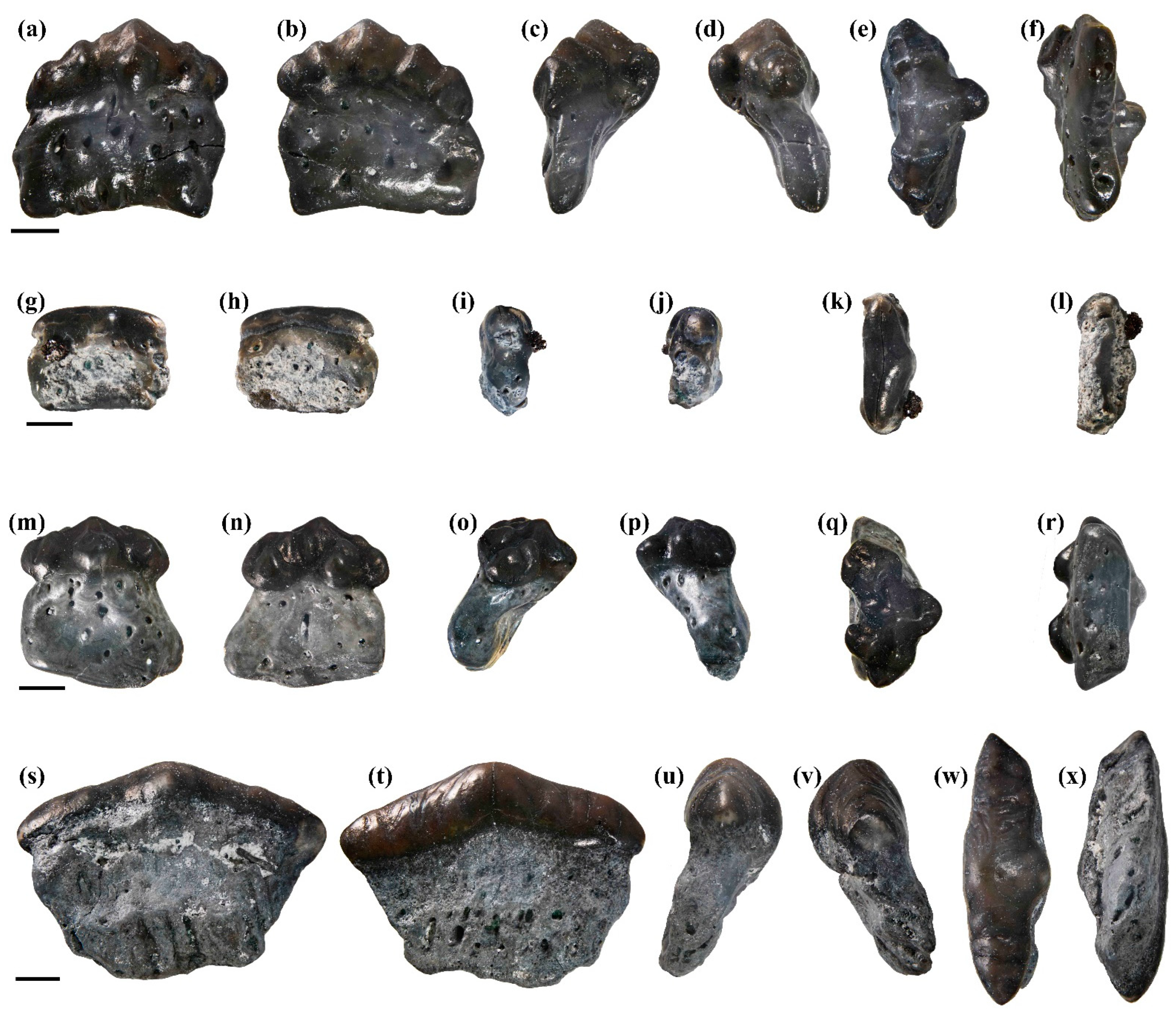 Diversity 16 00276 g004