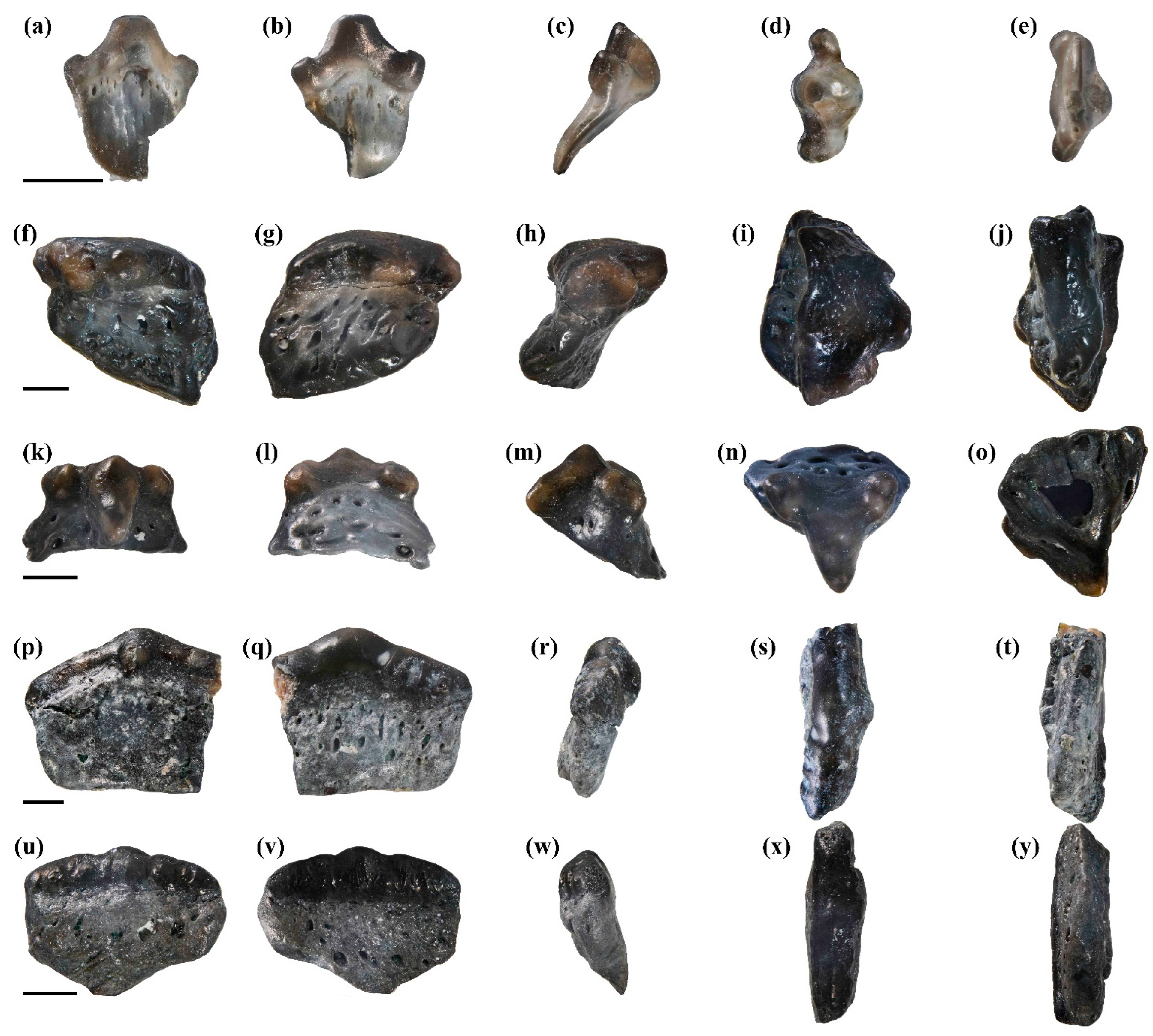 Diversity 16 00276 g005