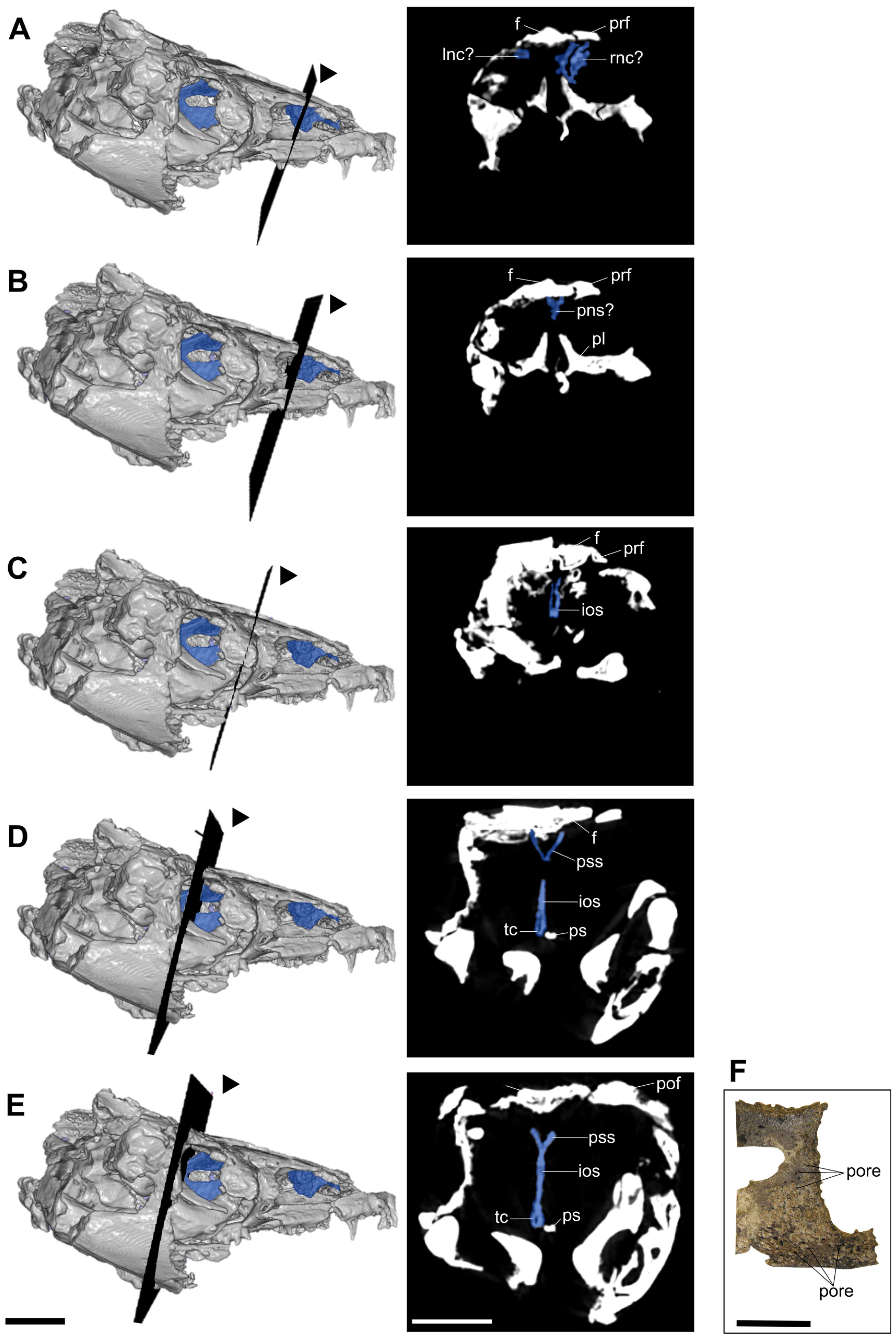 Diversity 16 00285 g002