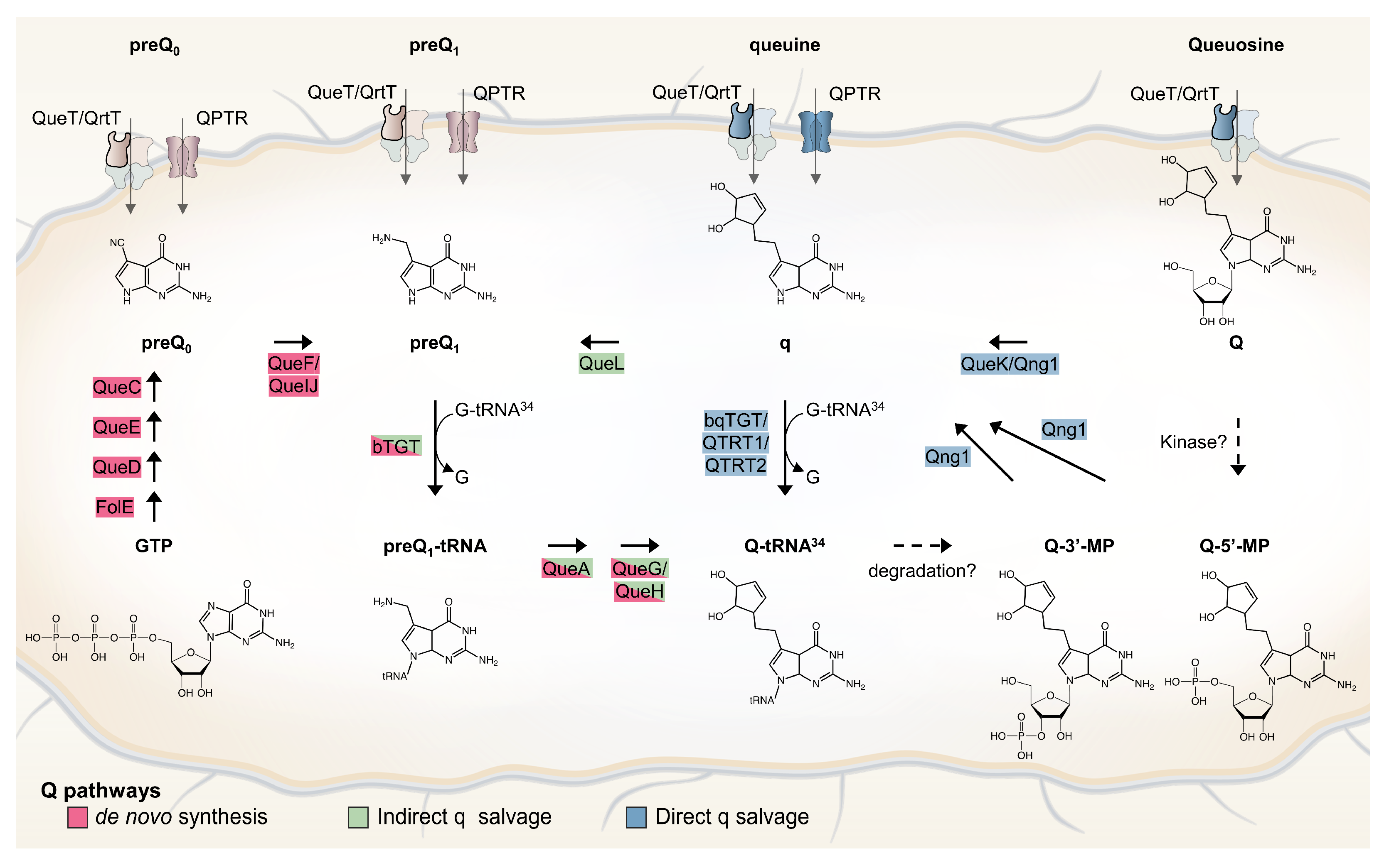Epigenomes 08 00016 g001