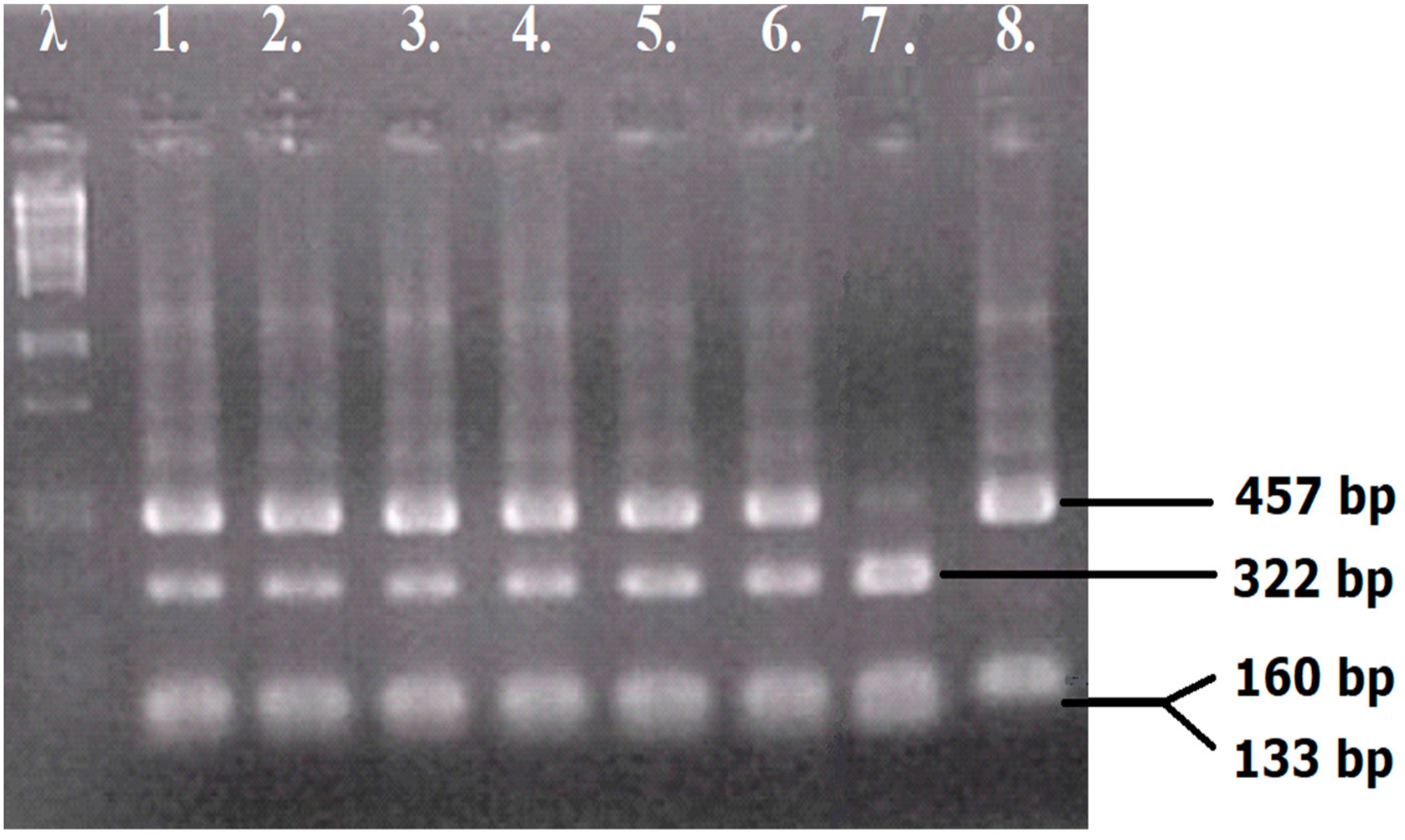 Fermentation 09 00221 g001