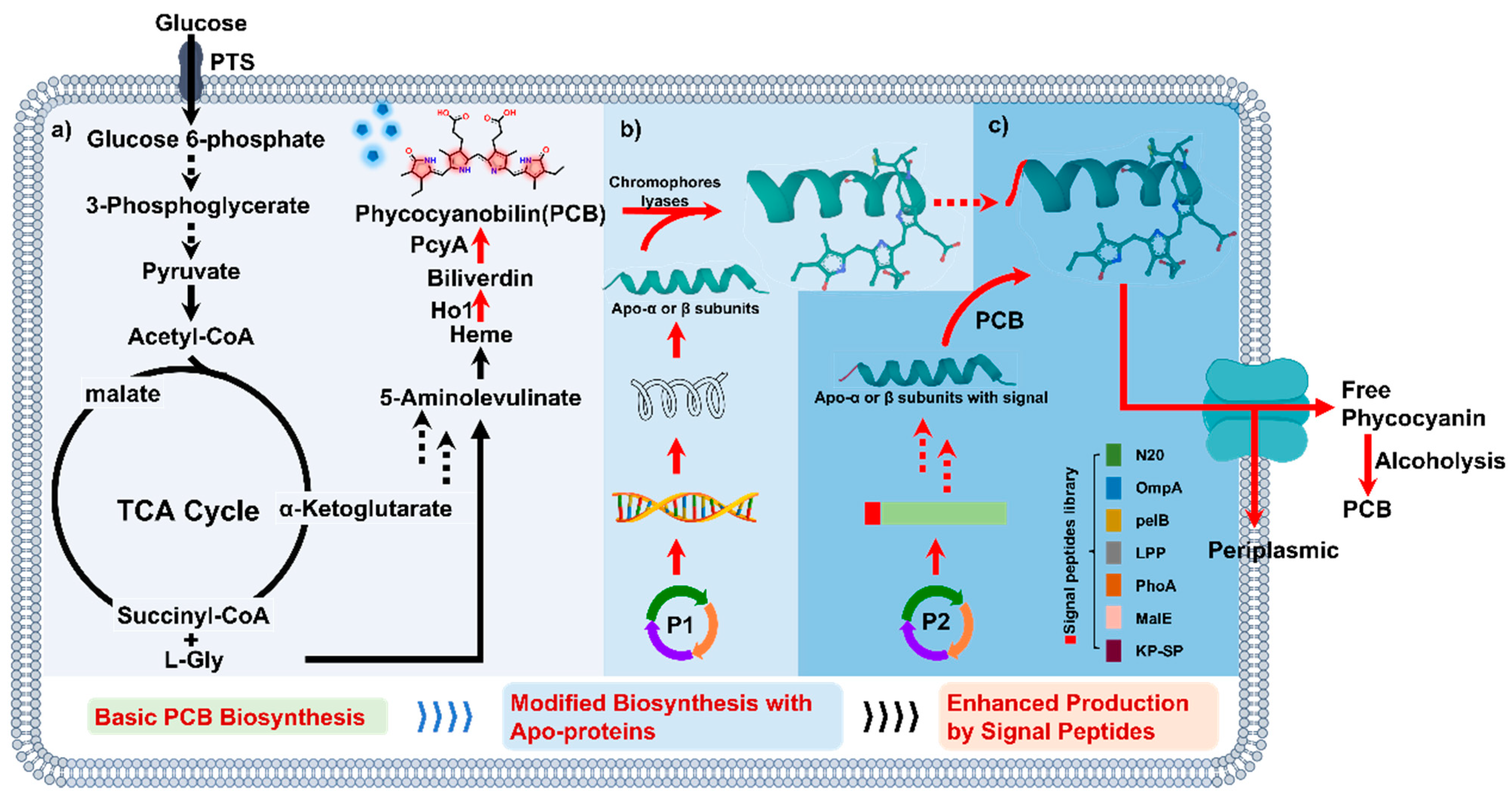 Fermentation 09 00851 g001