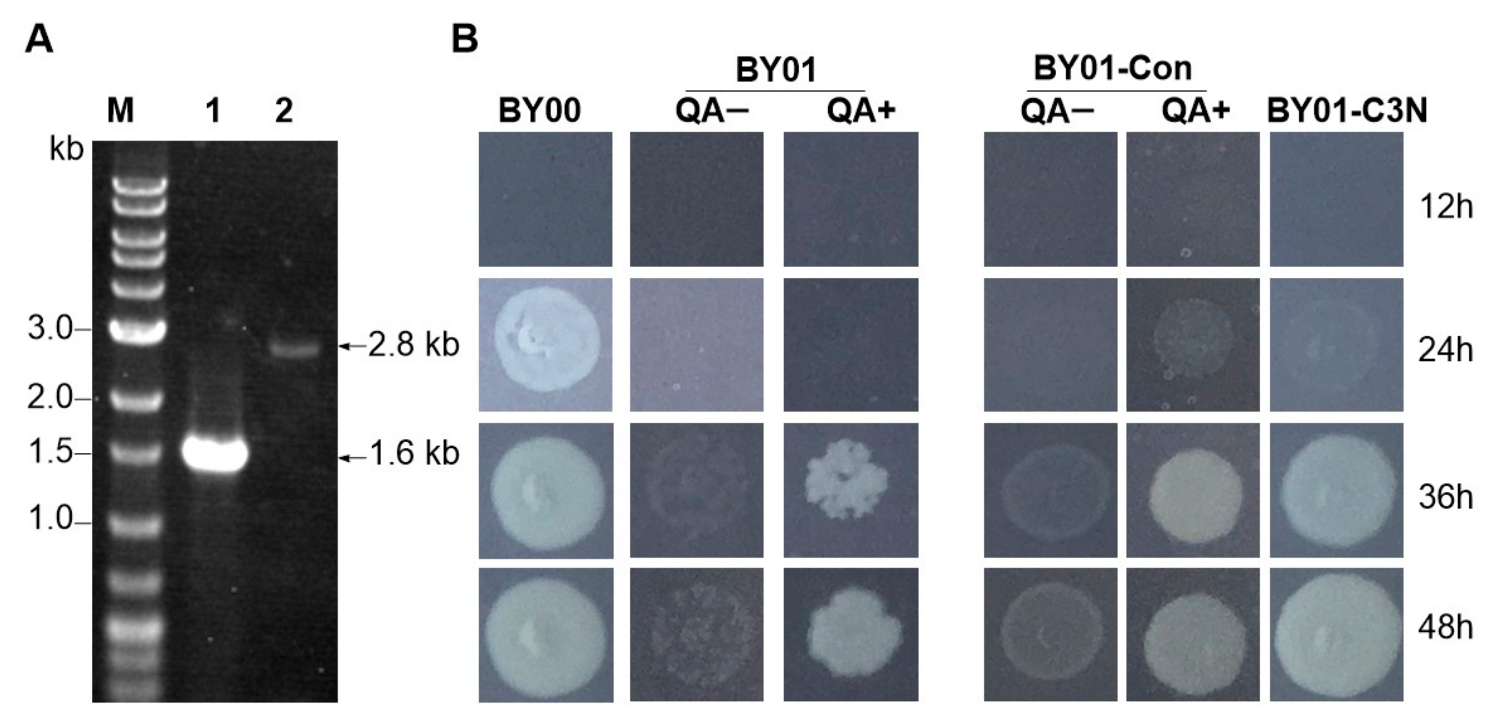 Fermentation 09 00886 g003