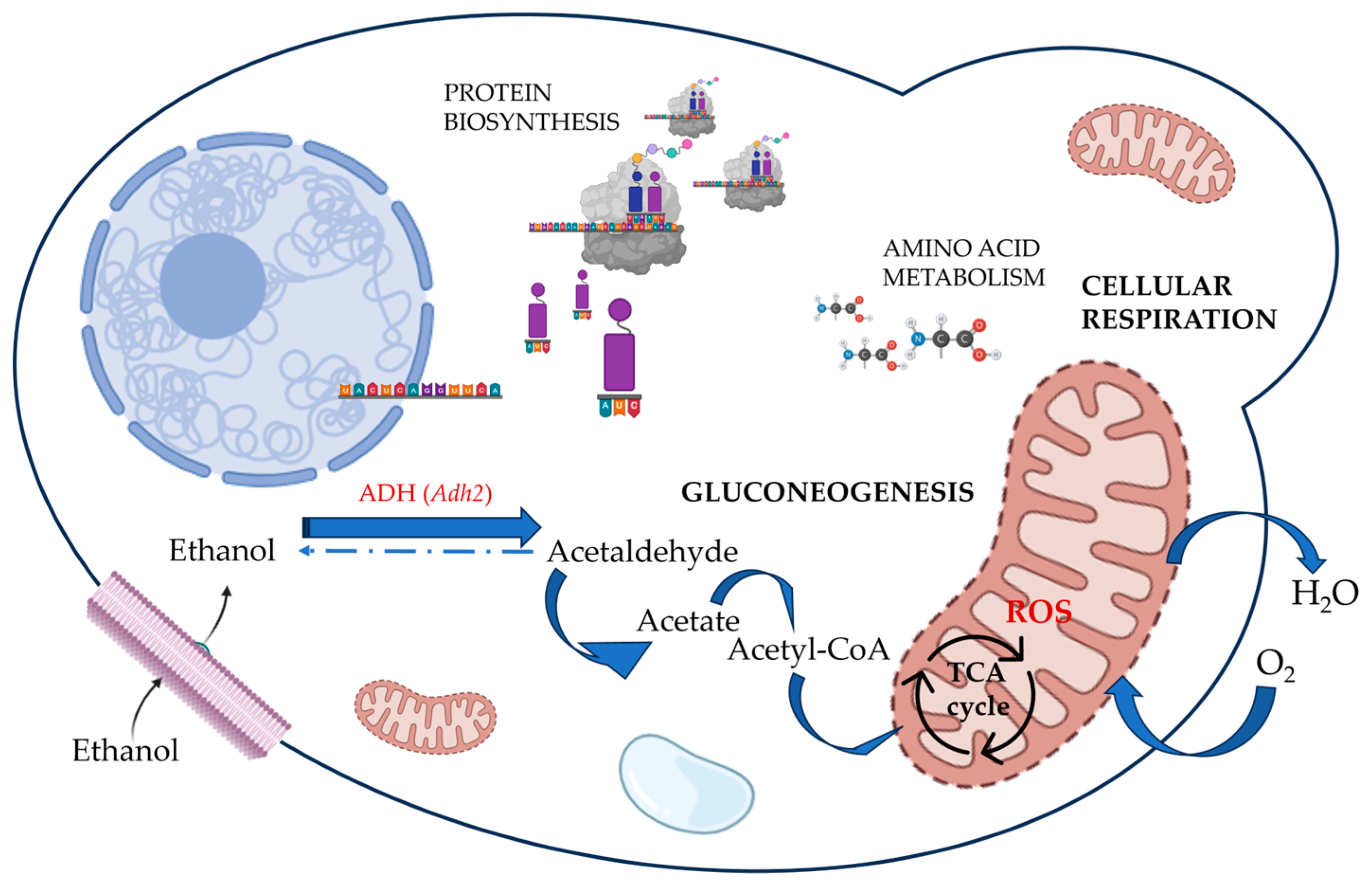 Fermentation 10 00036 g004
