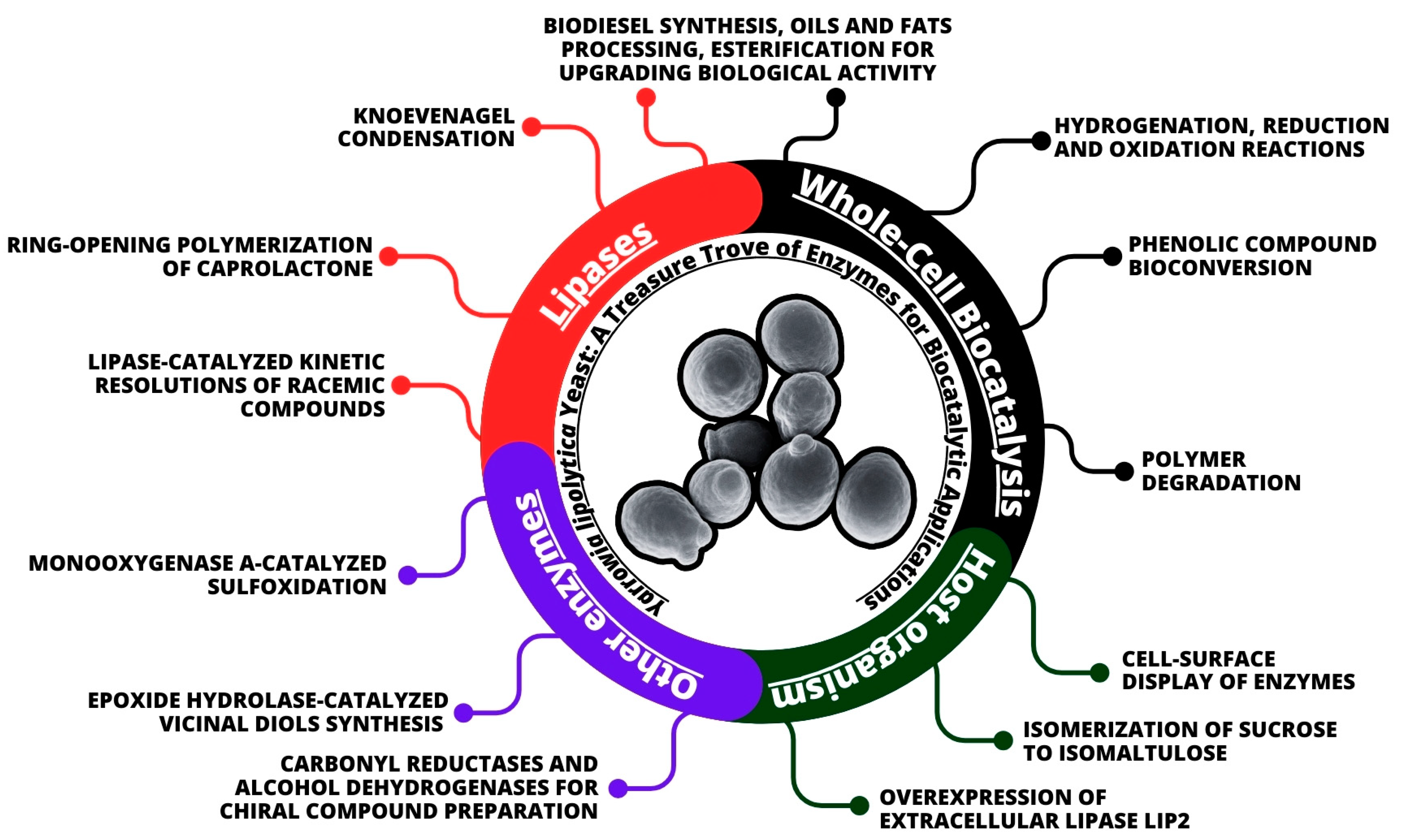 Fermentation 10 00263 g001