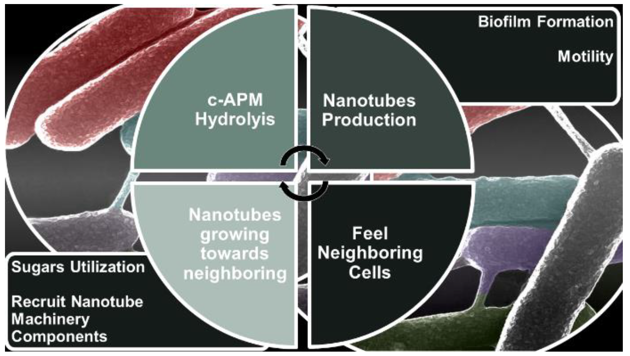 Fibers 10 00075 g002