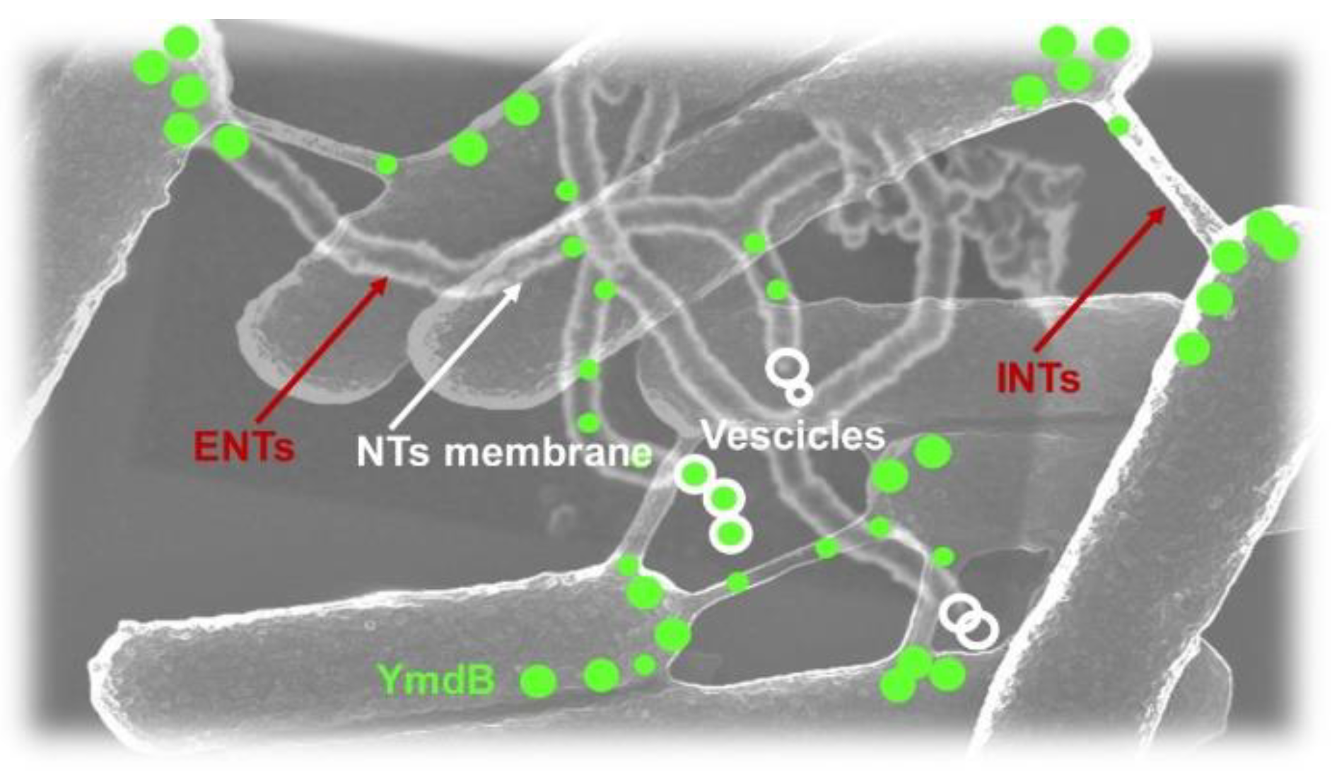 Fibers 10 00075 g010