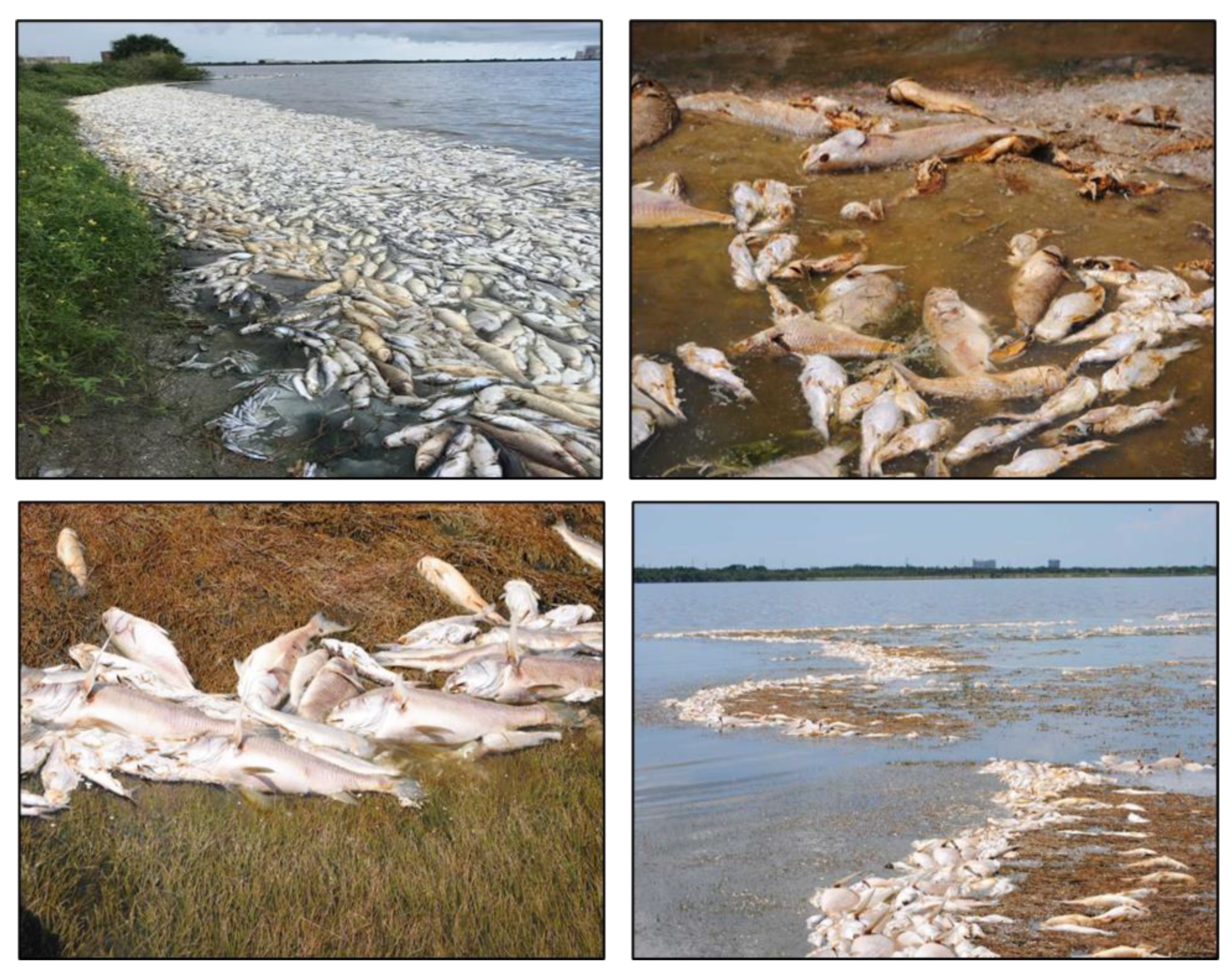 Fishes 08 00171 g0a1