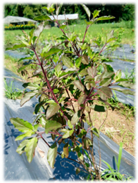 Foods 07 00175 i002 Foods 07 00175 i002