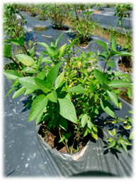 Foods 07 00175 i003 Foods 07 00175 i003