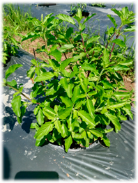 Foods 07 00175 i005 Foods 07 00175 i005