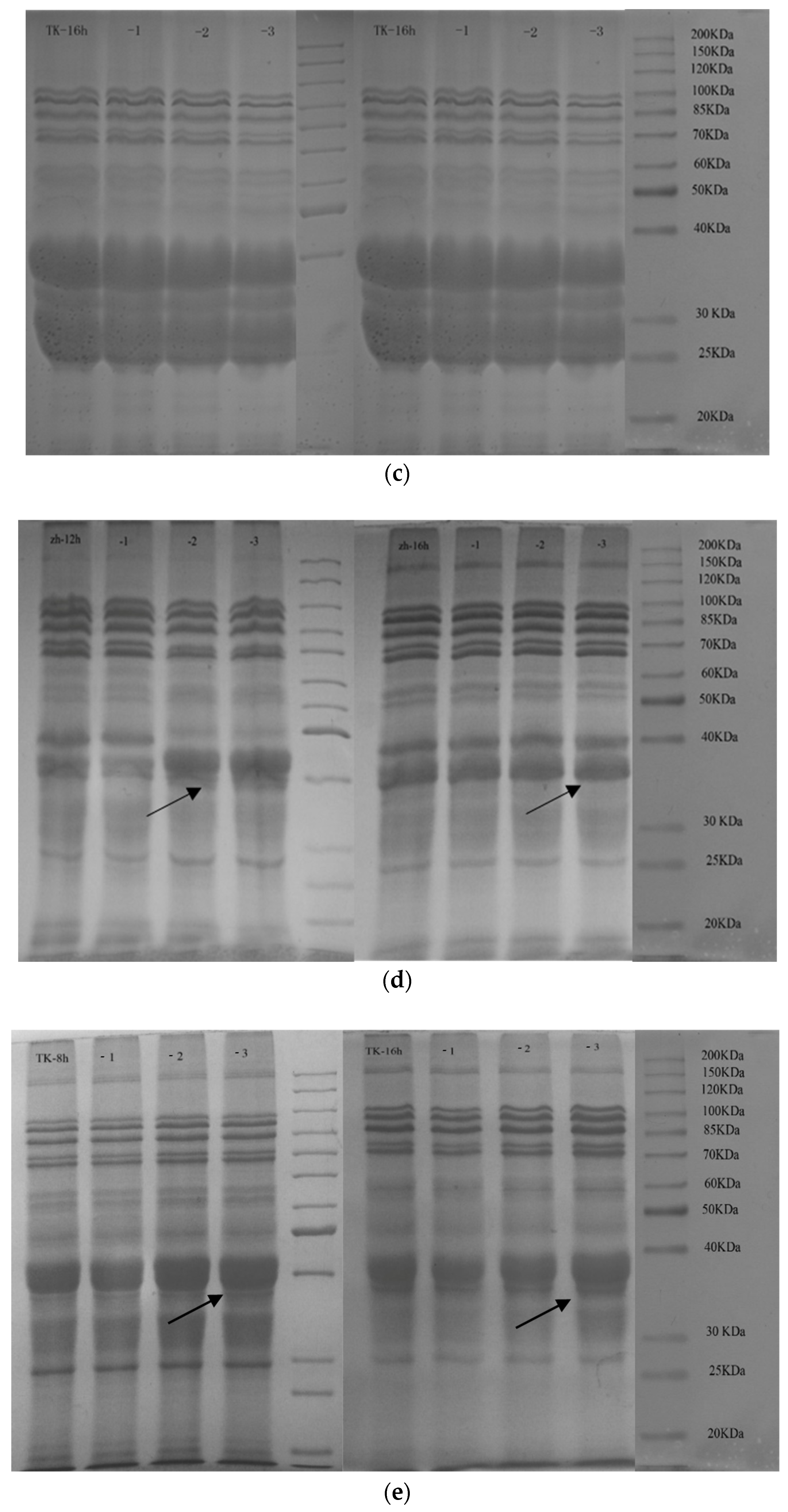 Foods 13 01277 g002b
