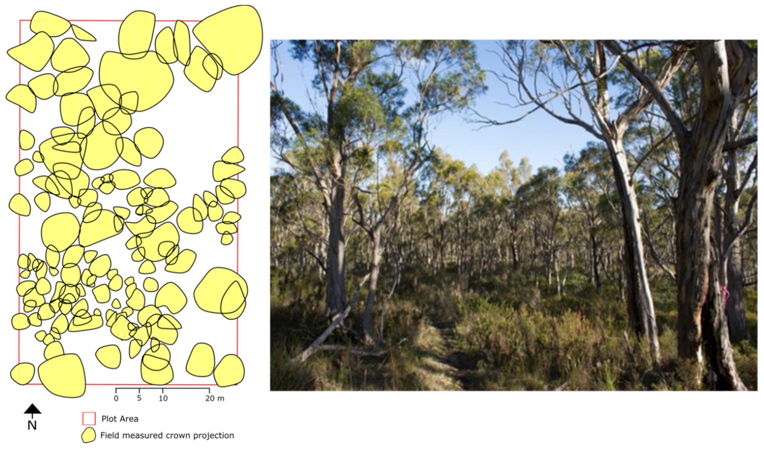 Forests 07 00062 g002