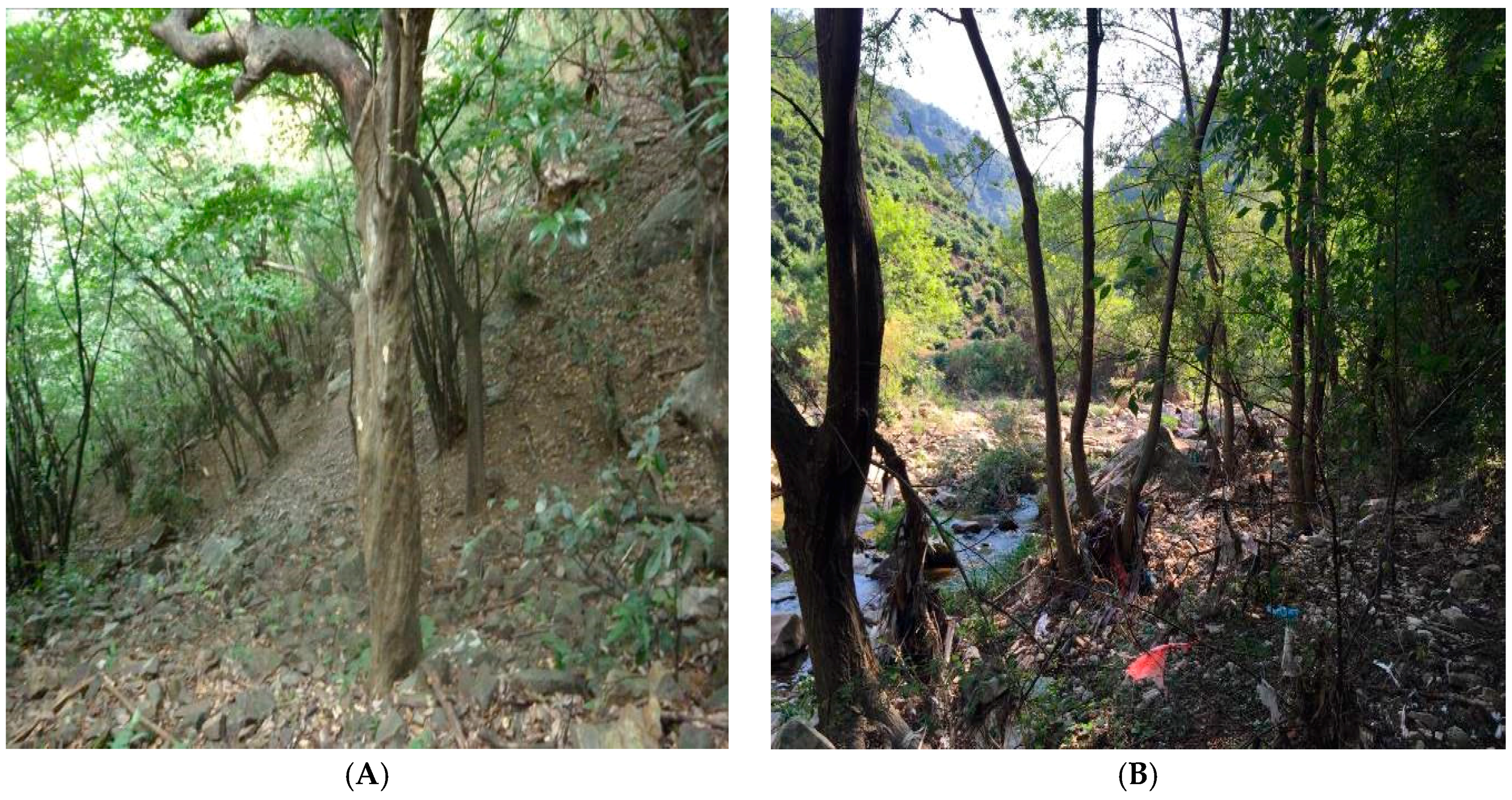 Forests 09 00247 g002