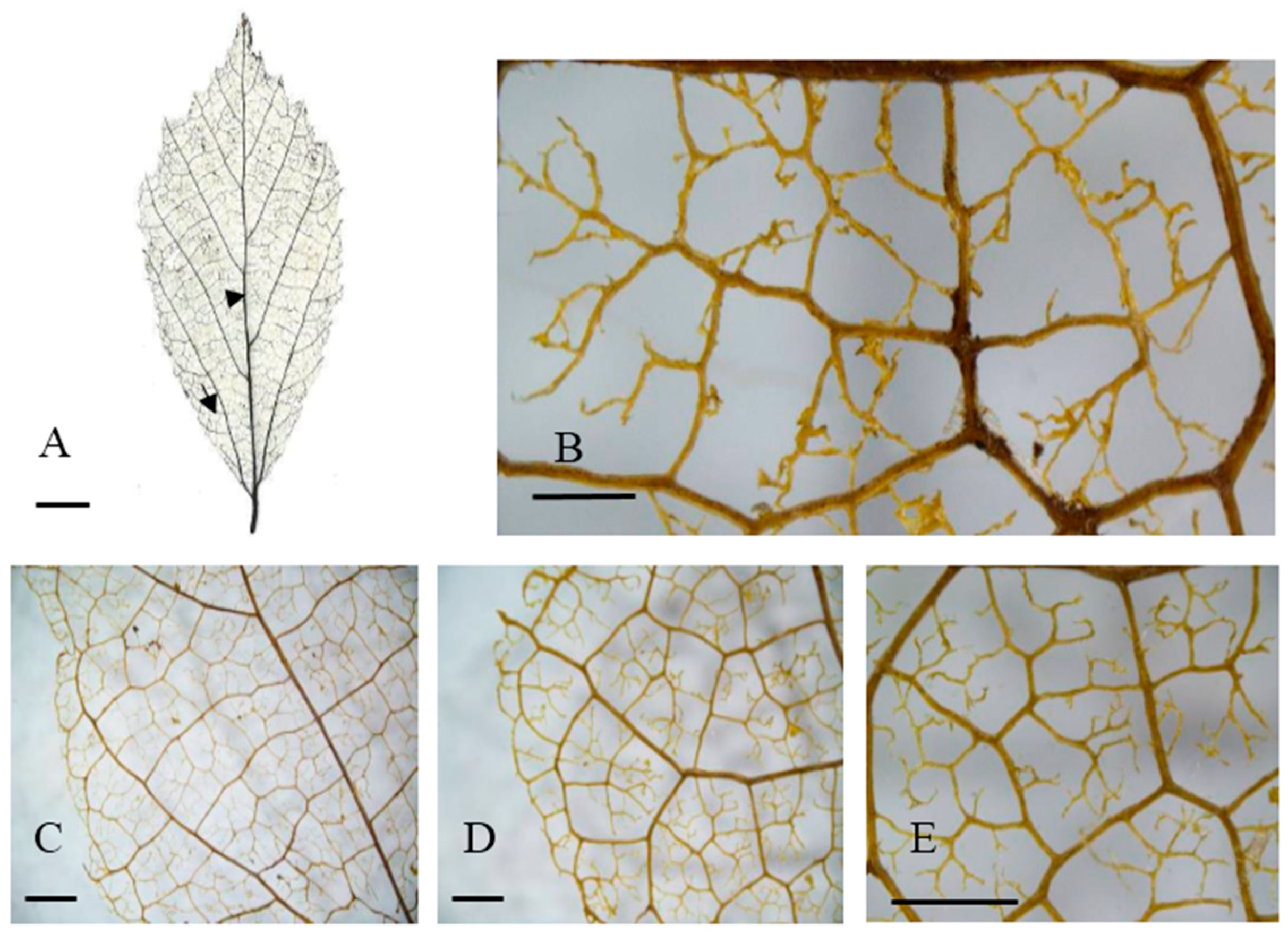 Forests 09 00247 g004