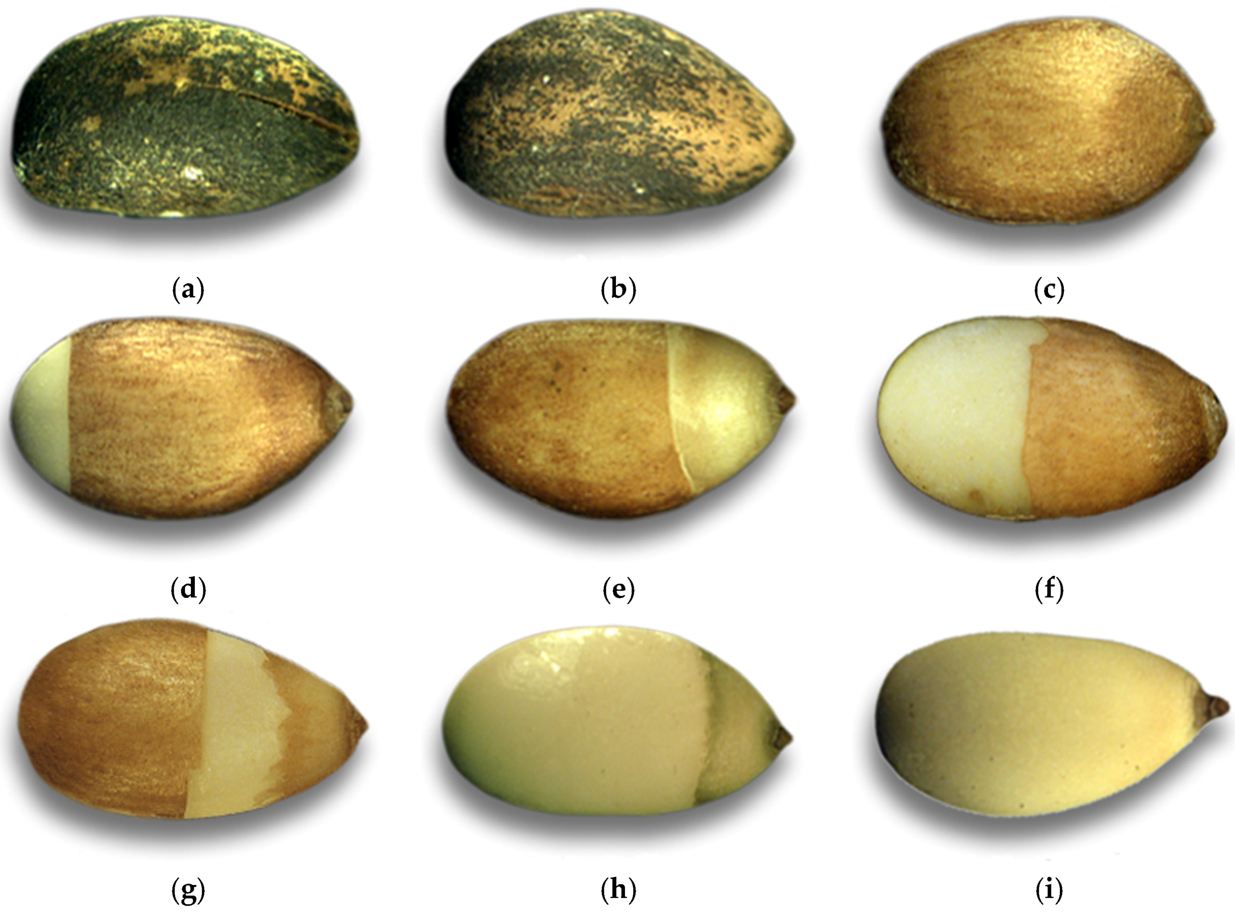 Forests 09 00401 g001