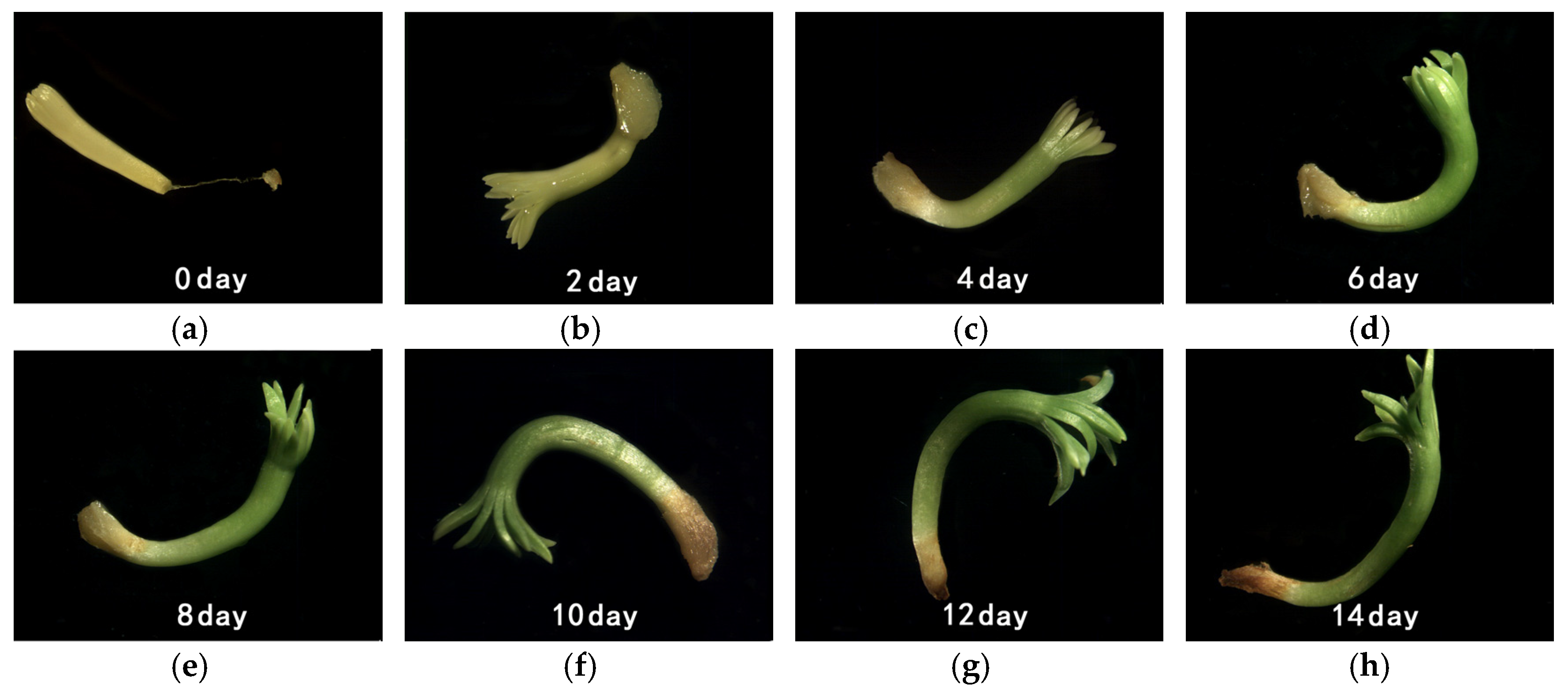 Forests 09 00401 g002