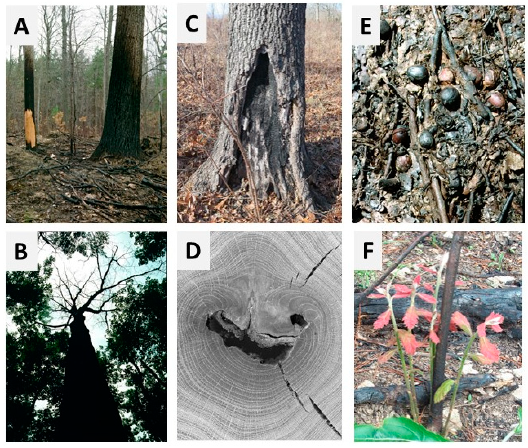 Forests 09 00461 g002