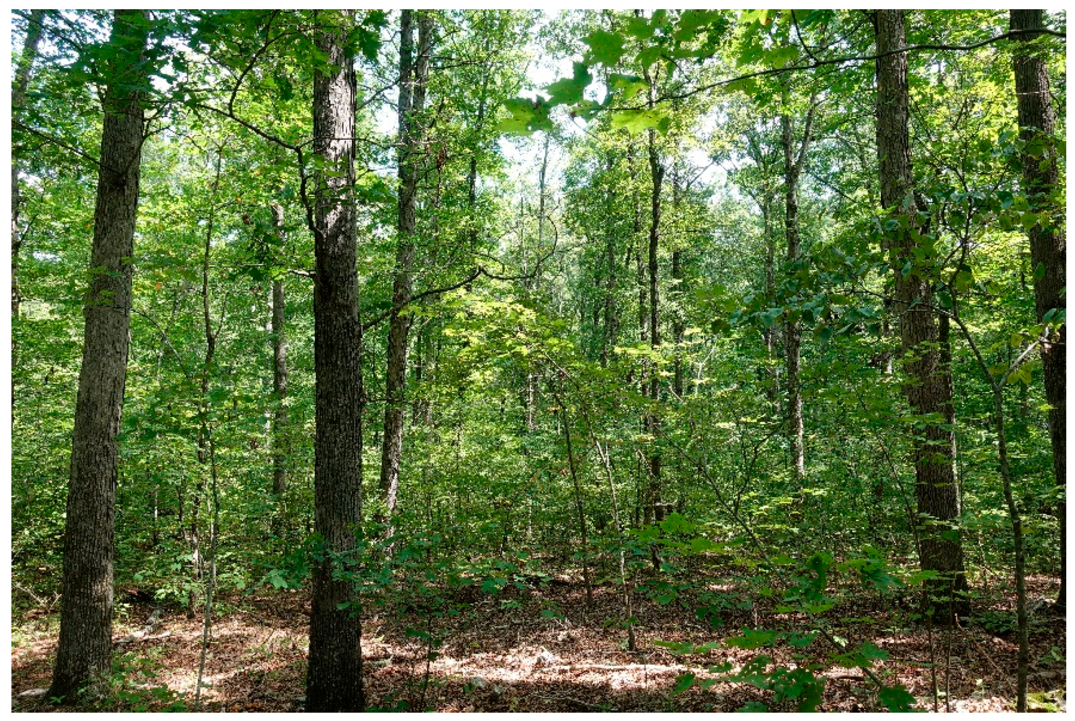 Forests 09 00461 g003