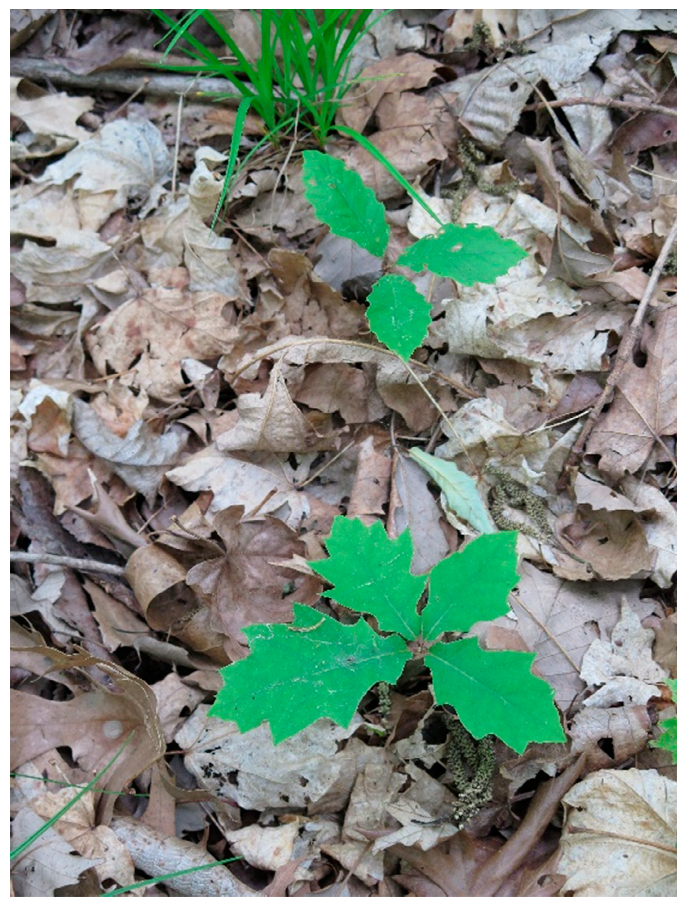 Forests 09 00461 g004