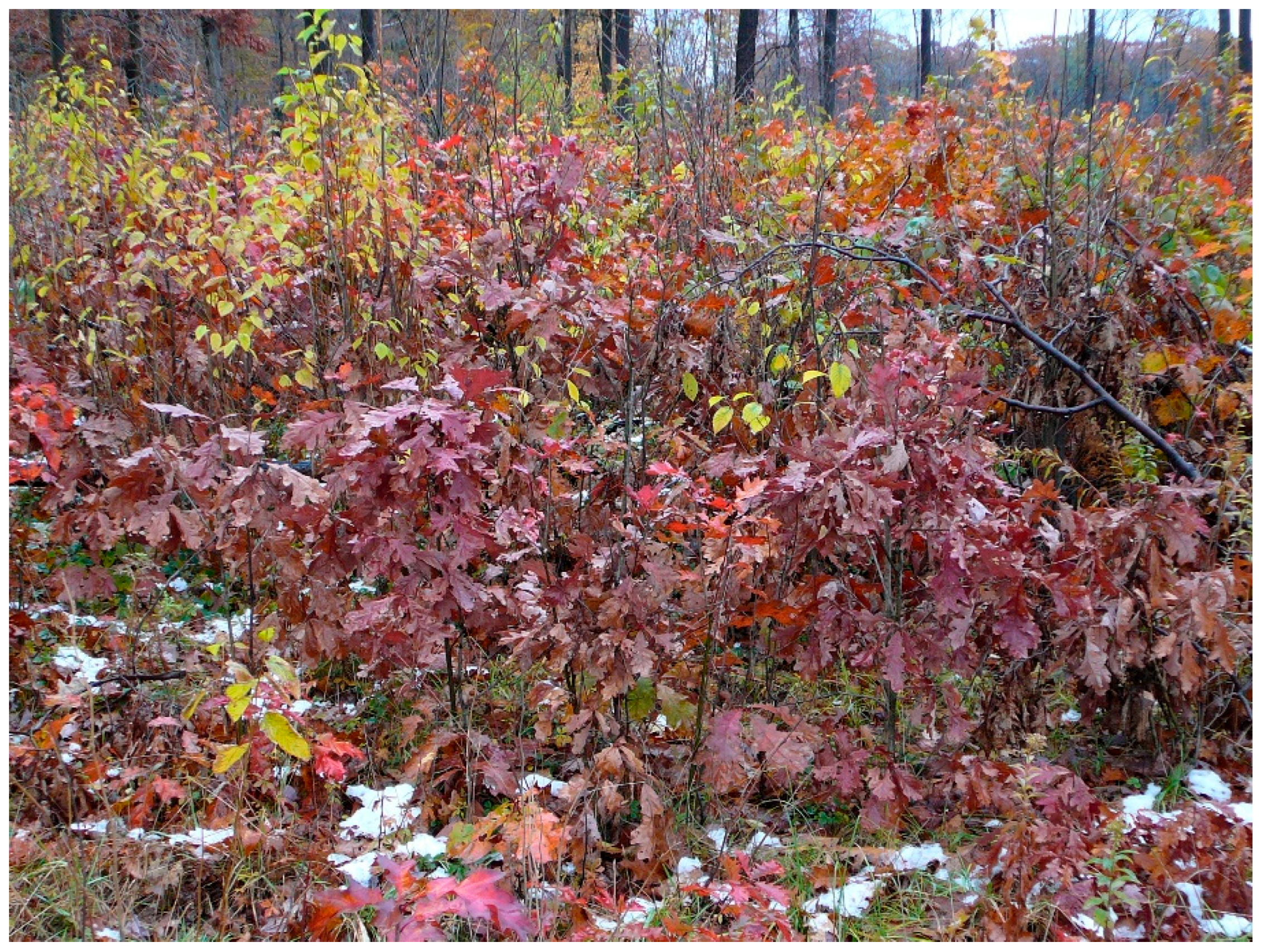 Forests 09 00461 g005